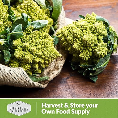 Miniatura 6 de Survival Garden Seeds - Brócoli Romanesco para plantar - 5 paquetes con instrucciones para plantar y cultivar deliciosos y hermosos brócoli fractal