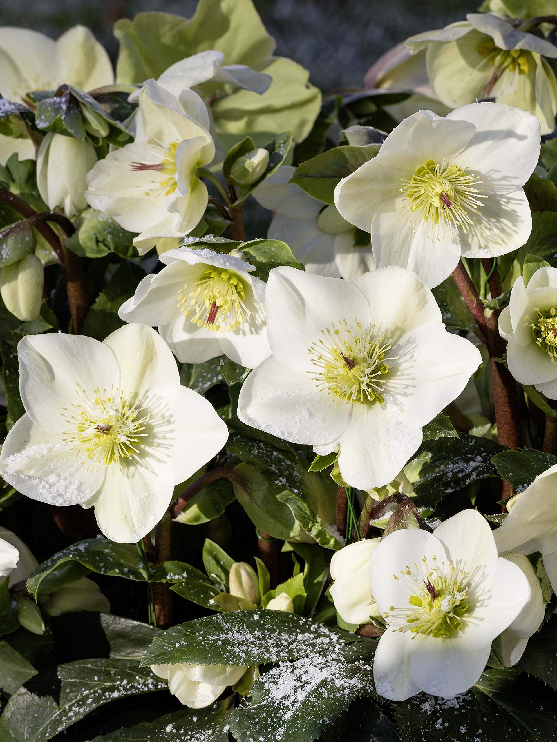 Helleborus HGC Ice N Roses White