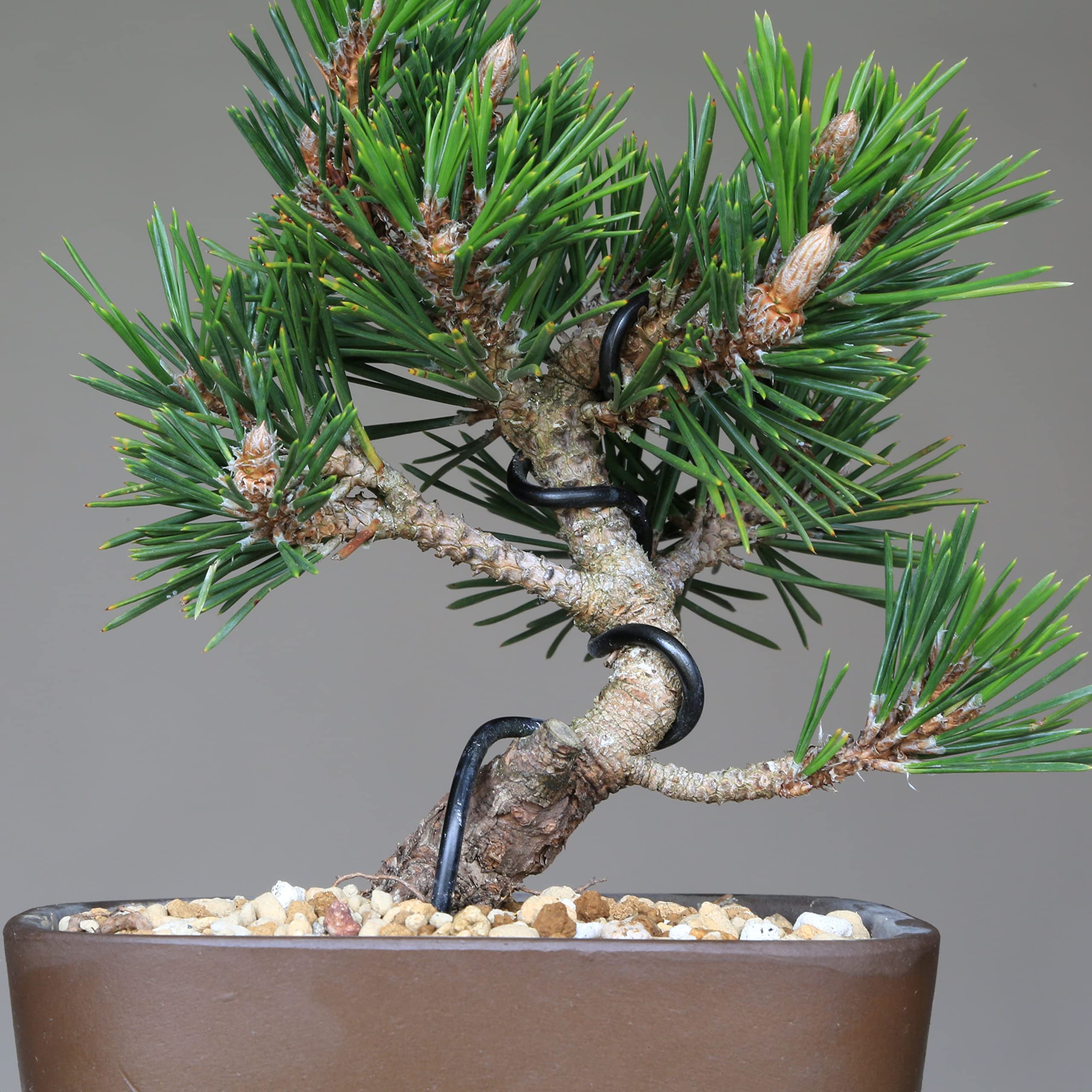 Amazon.co.jp: 黒松【寿】小品盆栽【泰寿園 Online】 : DIY・工具