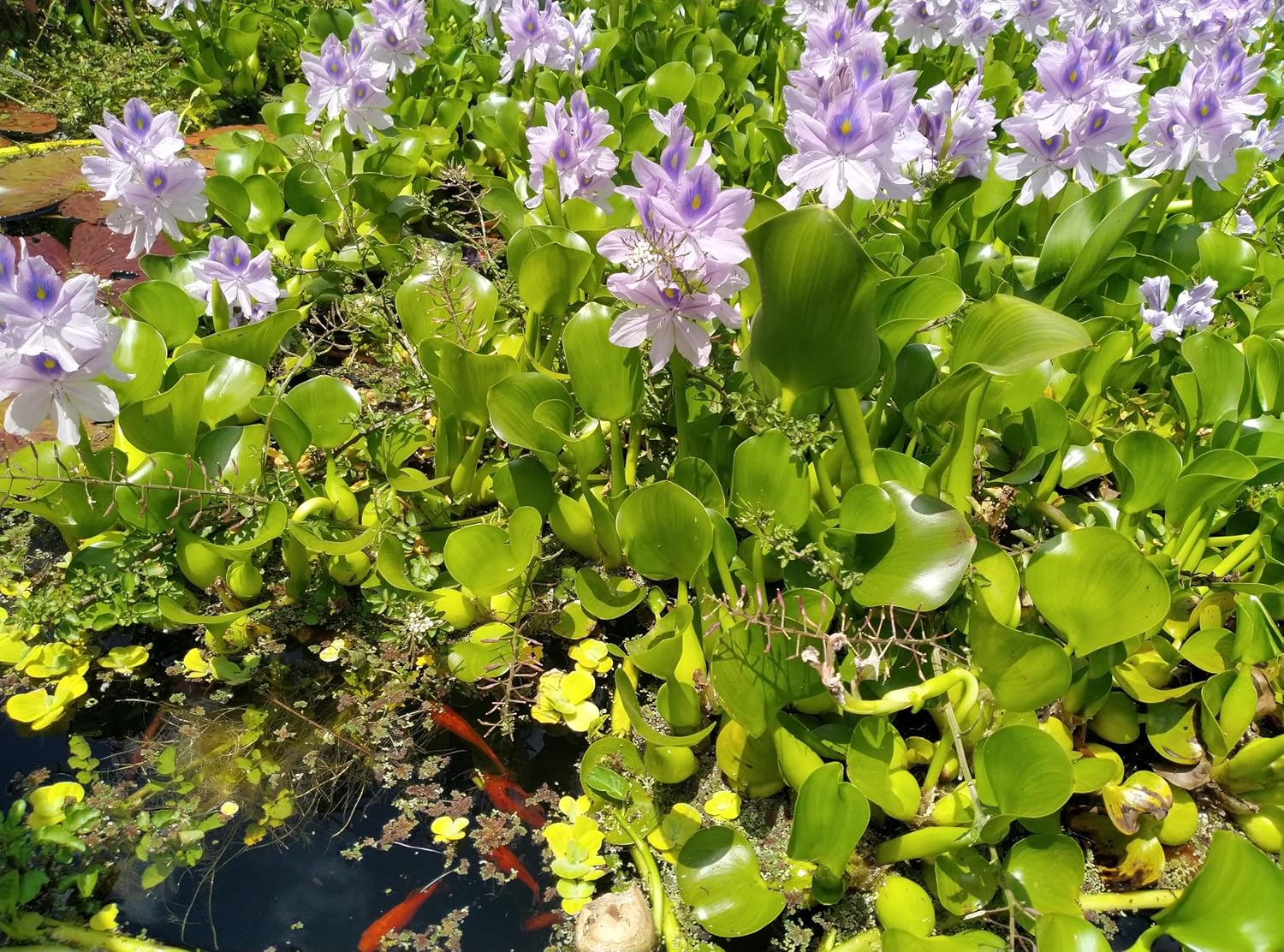 5 Live Water Hyacinth Plants, Floating Aquatic Pond Plants with Purple Flowers, Full Sun, Natural Fish Shelter for Koi Ponds, Water Gardens (5 Plants)