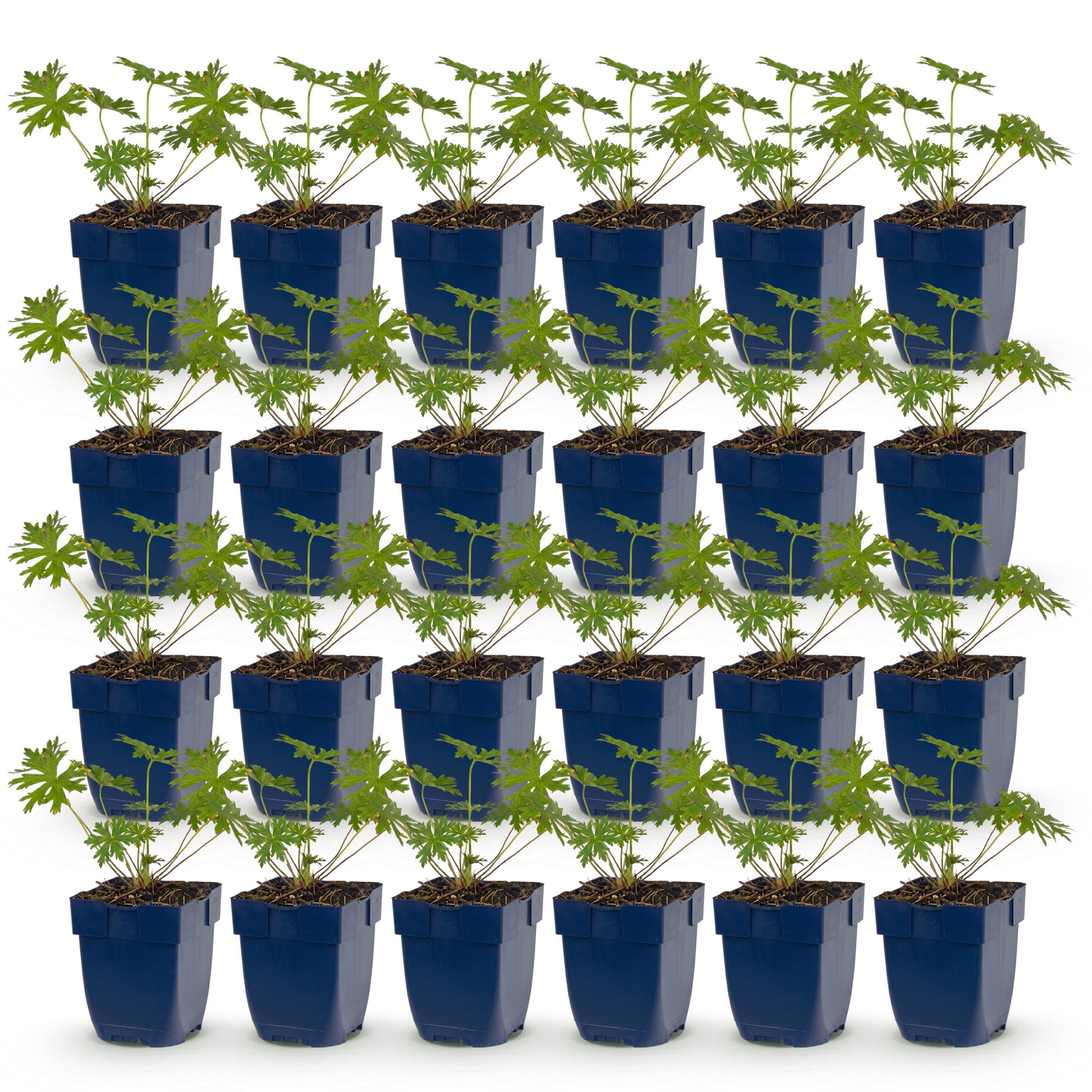 Géranium tricolore - Bec-de-cigogne - Couvre-sol - Violet - Rose - Blanc - 24 plants - 15-25cm - Ø11cm - Plante de jardin