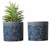 新品 blue herb LITTLETEMPO  IS WHERE Spring Hill Nurseries 1 Gal. Pot, Elijah Blue Fescue