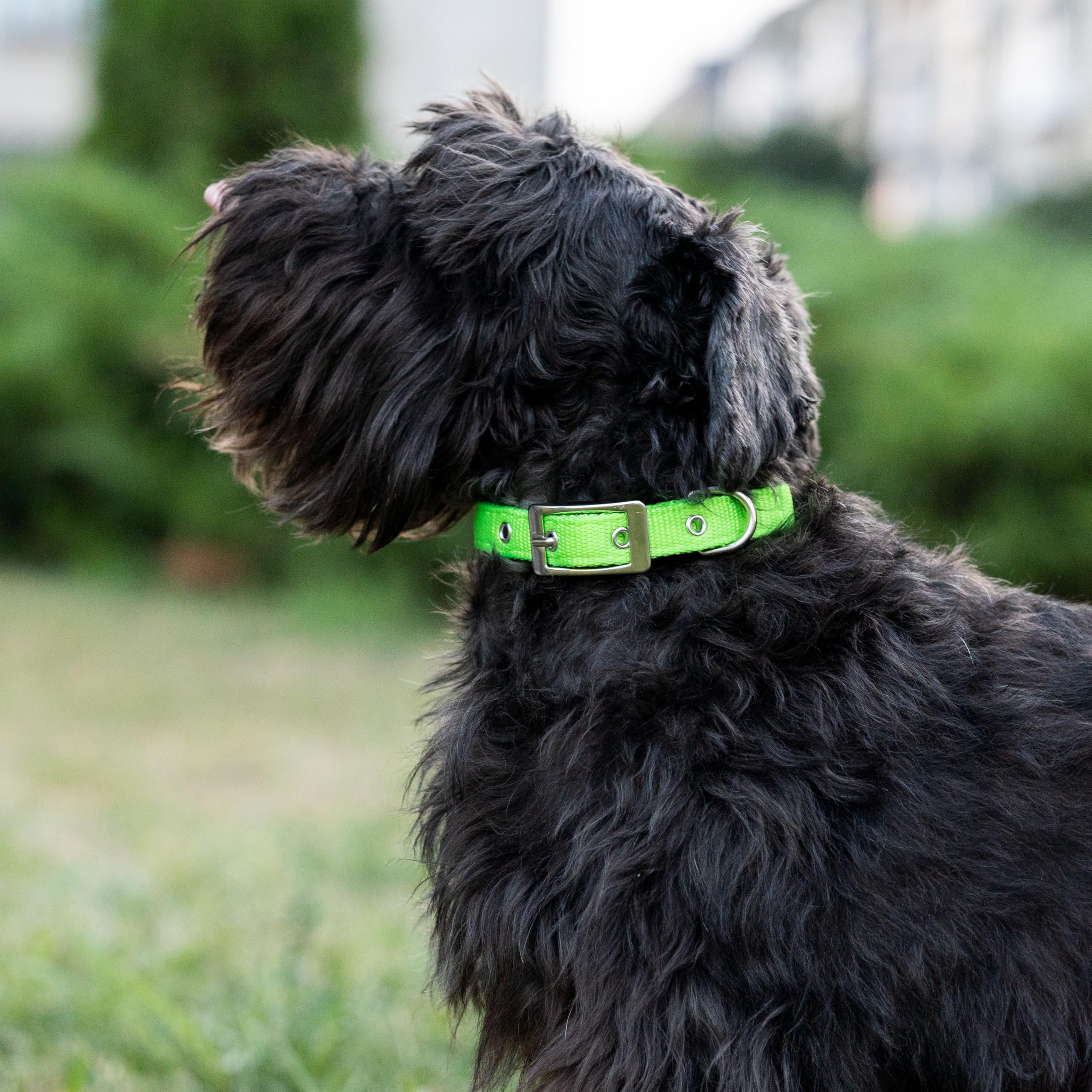 Ferplast Small Dog Collar Adjustable Padded Nylon Dog Collar Metal Buckle, Neck Size 23-31 cm, Green - Image 3