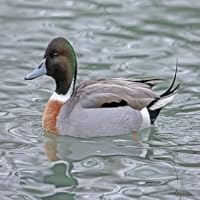 Algopix Similar Product 11 - Hybrid duck