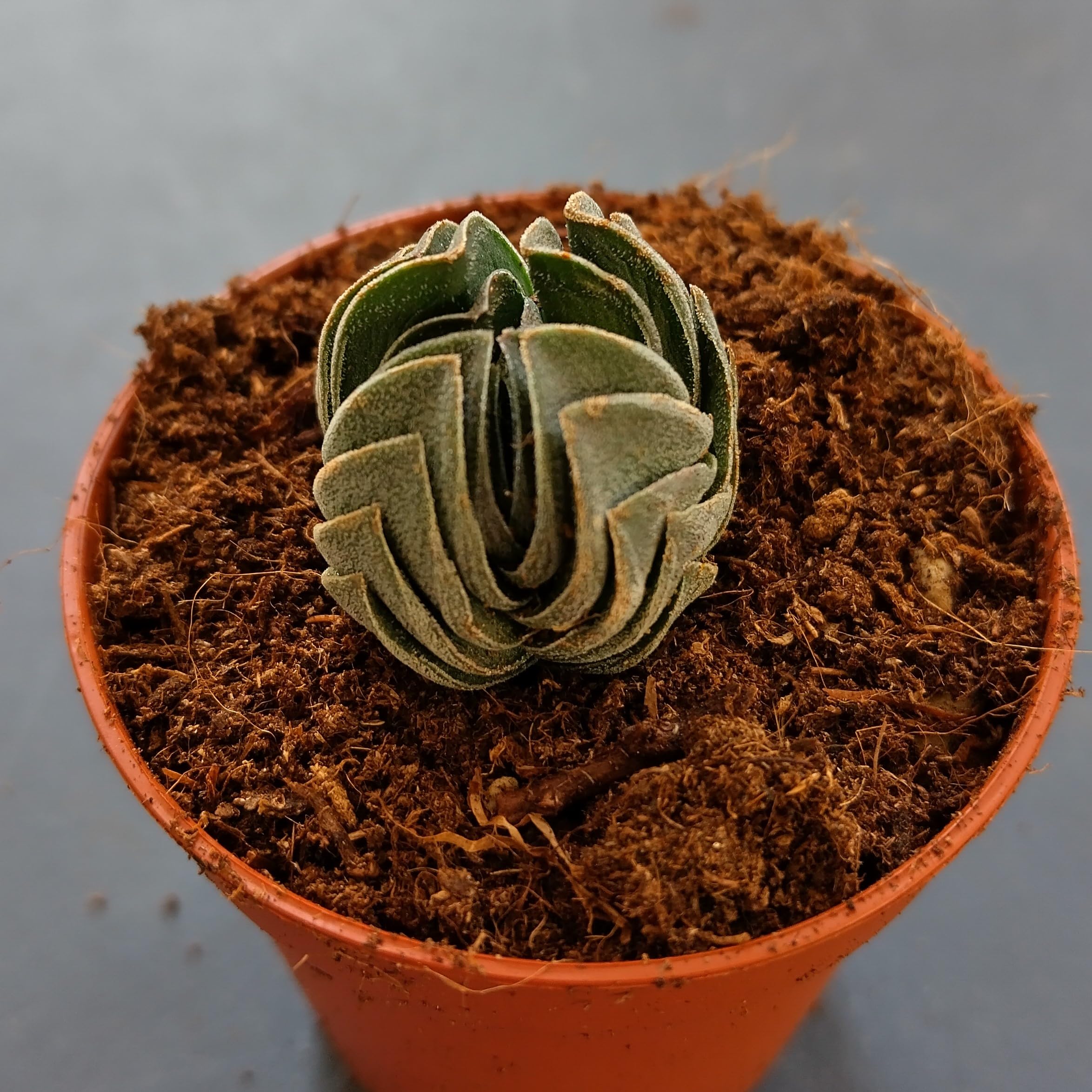SUNNYPLANTS - Crassula Buddha's Temple Pianta Grassa, Talee, 2-3 cm