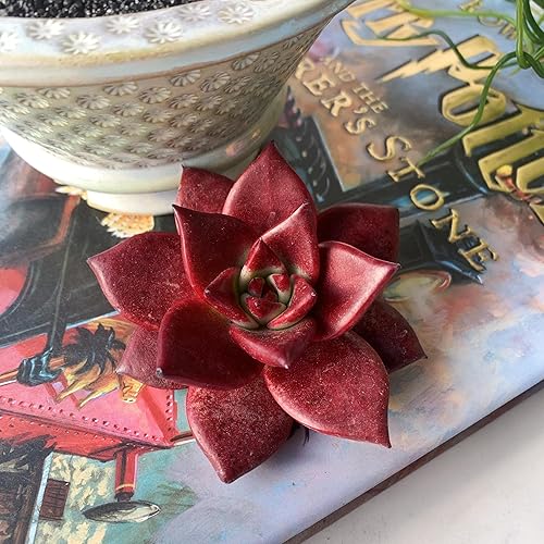 Miniatura 6 de Echeveria Agavoides v Romeo Rubin - Plantas suculentas vivas, 1 cabeza de 2 a 2.5 pulgadas, raíz desnuda sin maceta y tierra, decoración de