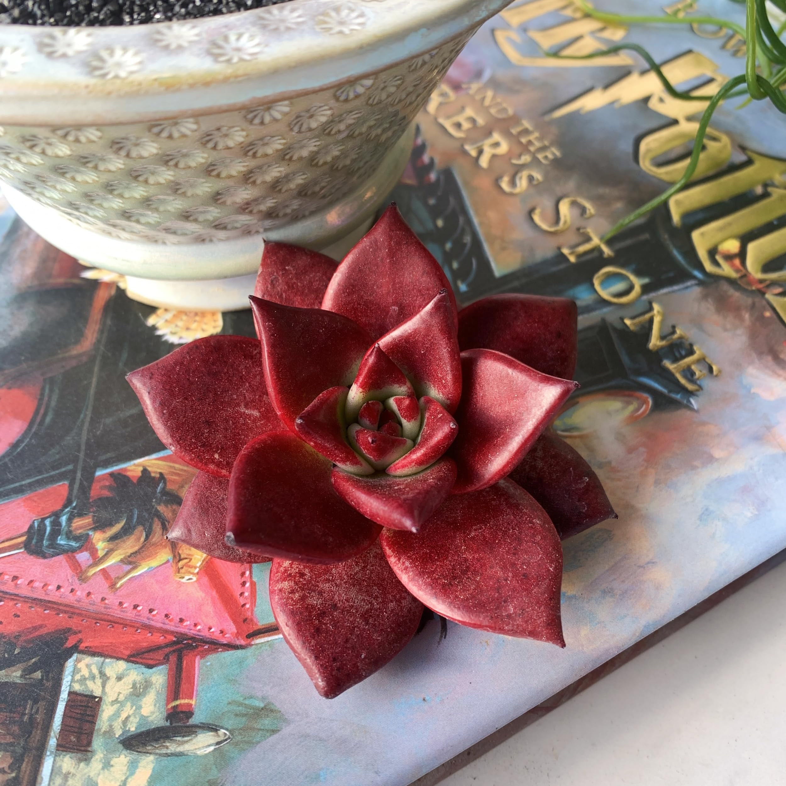 Amazon.com : Echeveria Agavoides v Romeo Rubin Big Rare Live