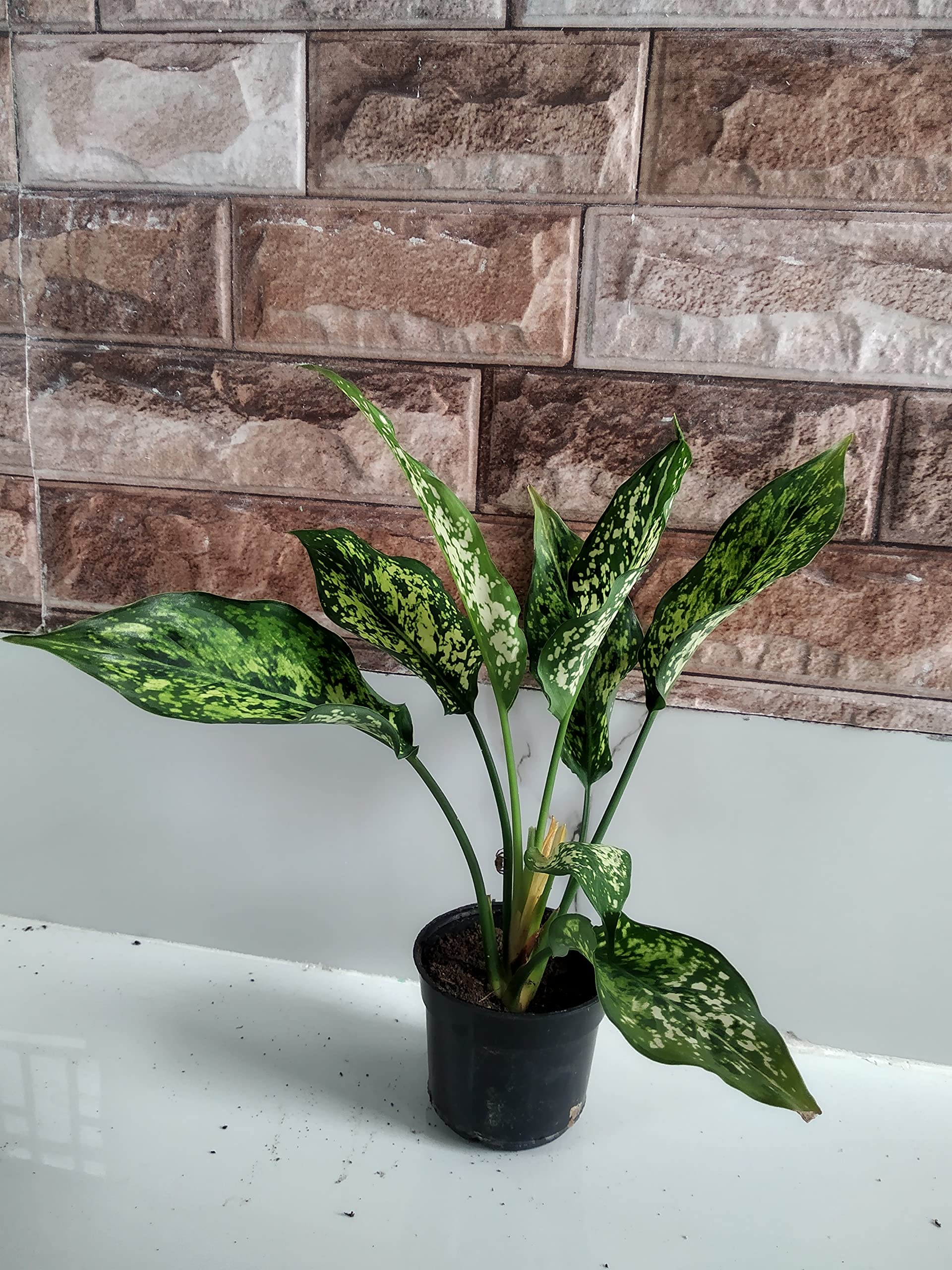Aglaonema snow white, Aglaonema snowflake Air Purifier Indoor Plant-image-40