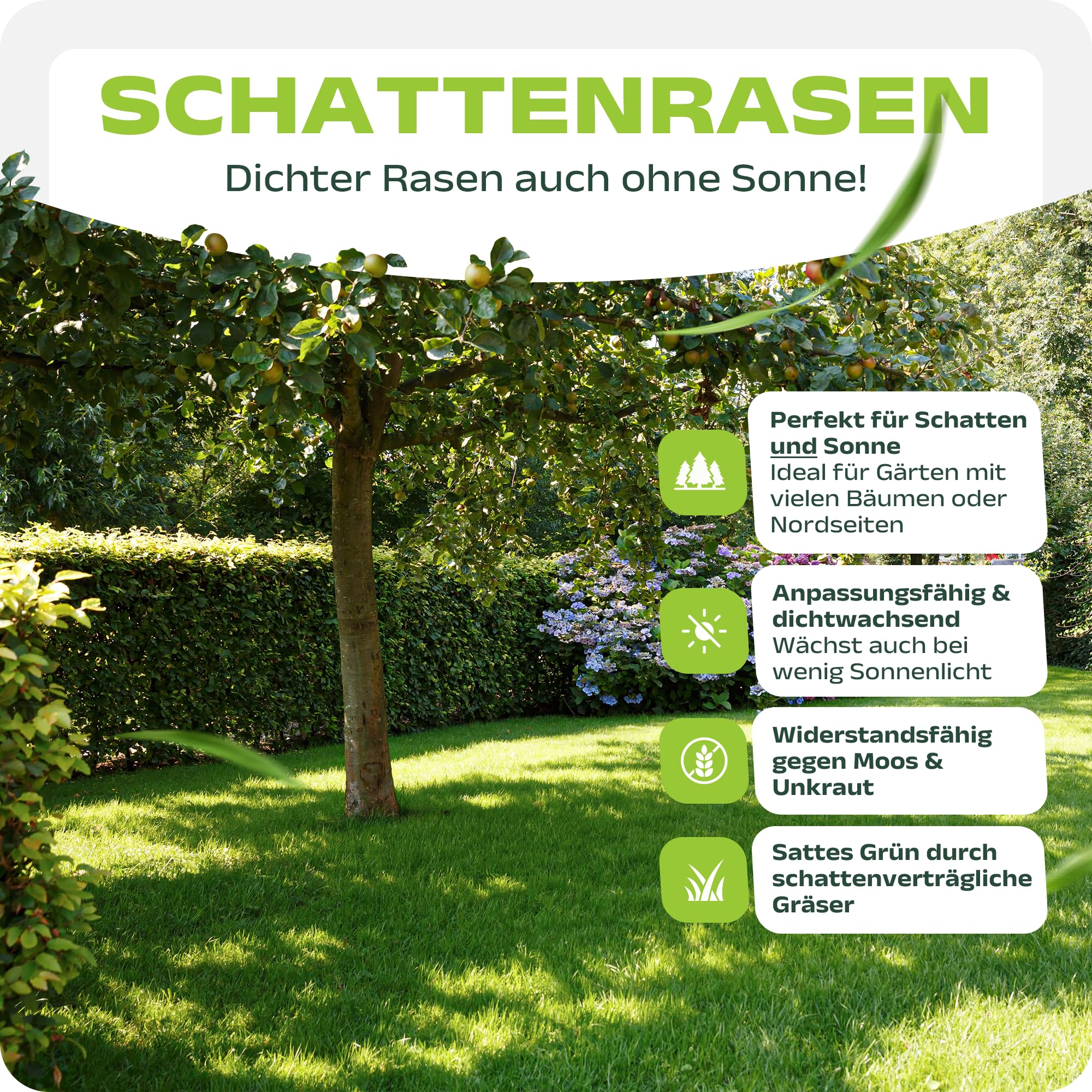 Schattenrasen Samen 2,5kg – für 100m² hochwertige Rasensamen & Grassamen schnellkeimend Sommer für Rasen Nachsaat & dichte Rasensaat | SEHR GUT getestet inkl. Anleitung