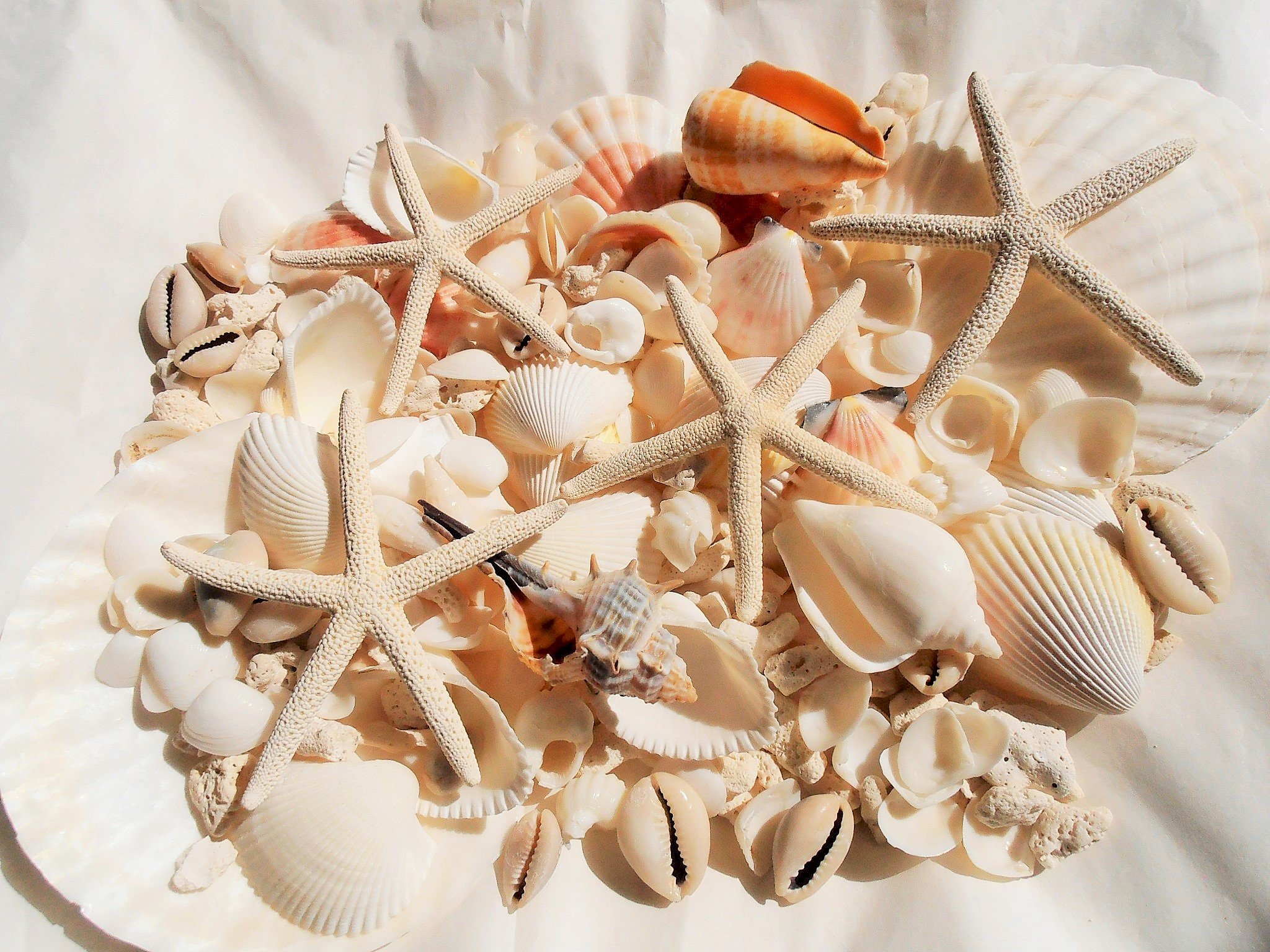 Amazon.co.jp: A品天然ヒトデ4Pとホタテ2P/白いサンゴ/色々な貝殻