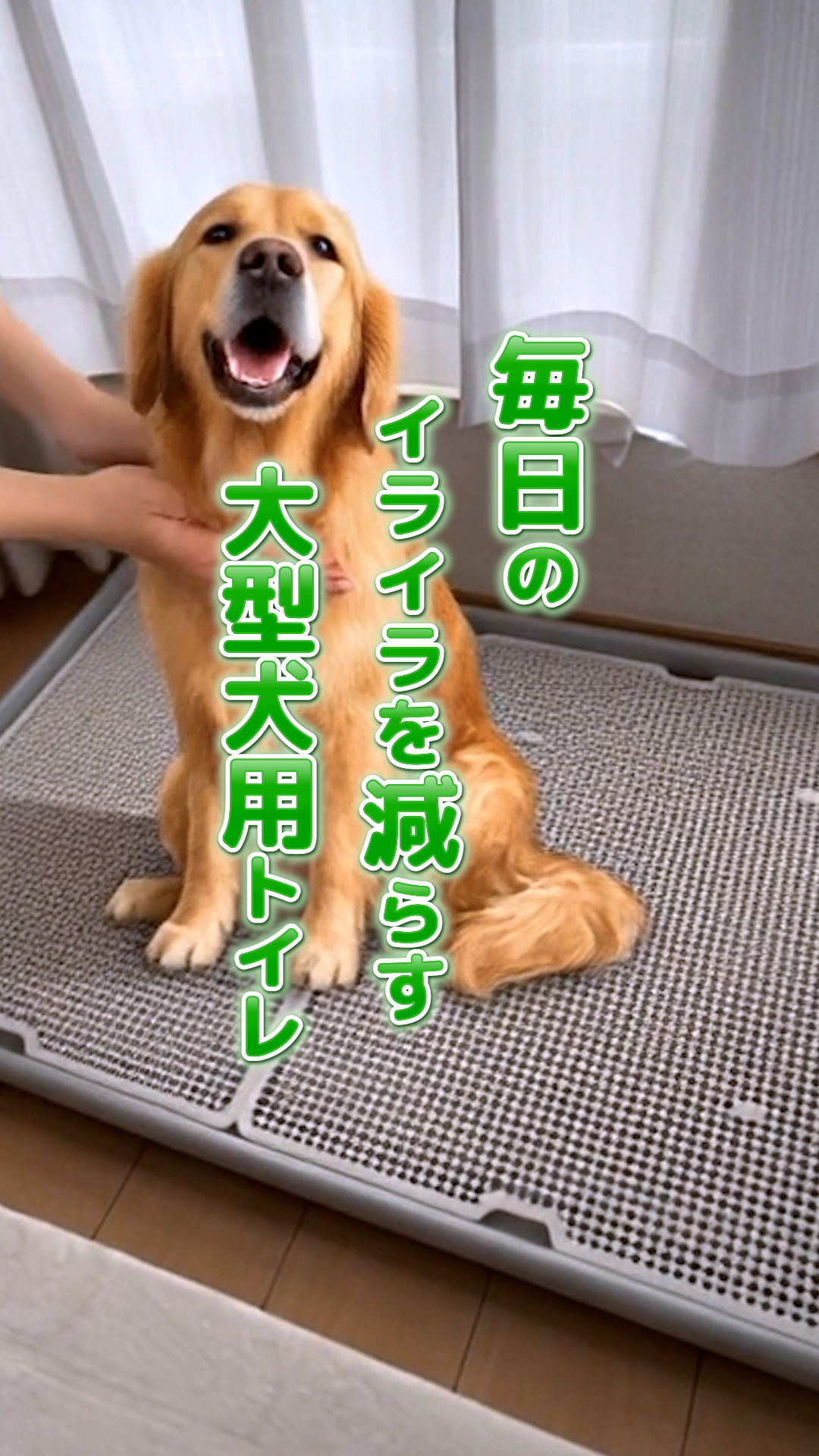 Amazon | 犬 トイレ トレー スーパーワイド 大型犬 特大 1020 x 710 x