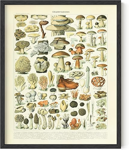 HAUS AND HUES Póster vintage de hongos  Arte de pared de hongos Adolphe Millot estampado botánico, decoración Cottagecore, póster de planta vintage
