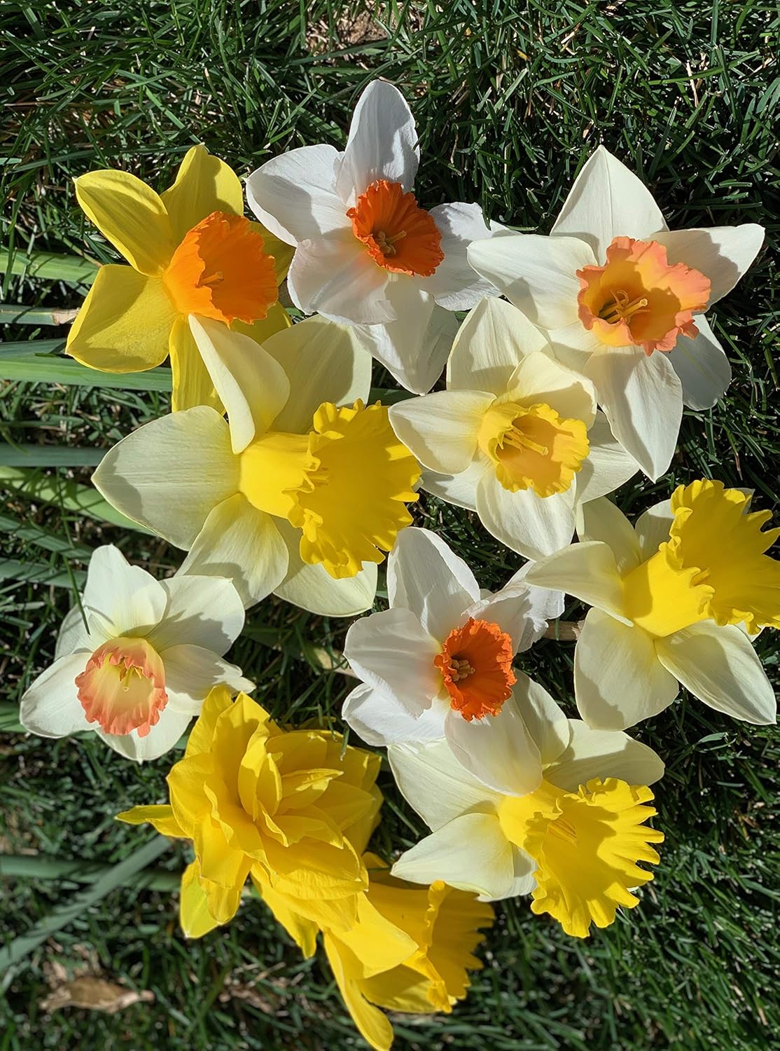 50 Daffodil Mixture - Narcissus Large Cupped Giant Mixture