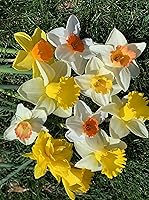 Vista 1 de Daffodil Mixture, mezcla en copa gigante, tamaño Narcissus Large, de Daylily Nursery