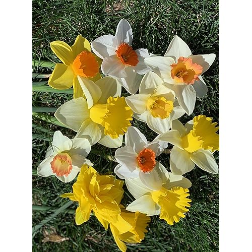 50 Daffodil Mixture - Narcissus Large Cupped Giant Mixture
