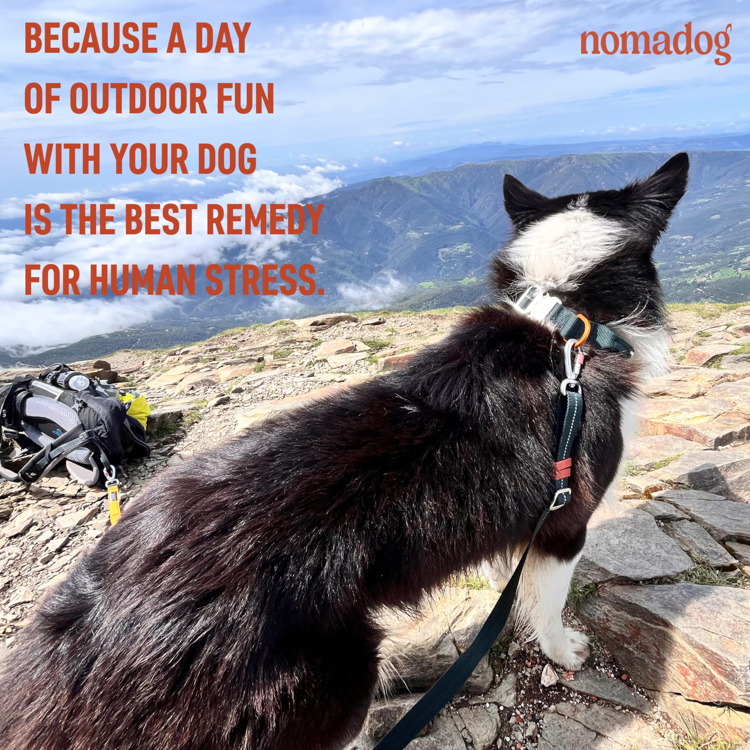 Nomadog Trailblazer Hundehalsband mit Griff für Große Hunde - Premium Aluminium Schnalle, Strapazierfähiges taktisches Halsband, Verstellbar, Gepolstert, Reflektierend (XL)