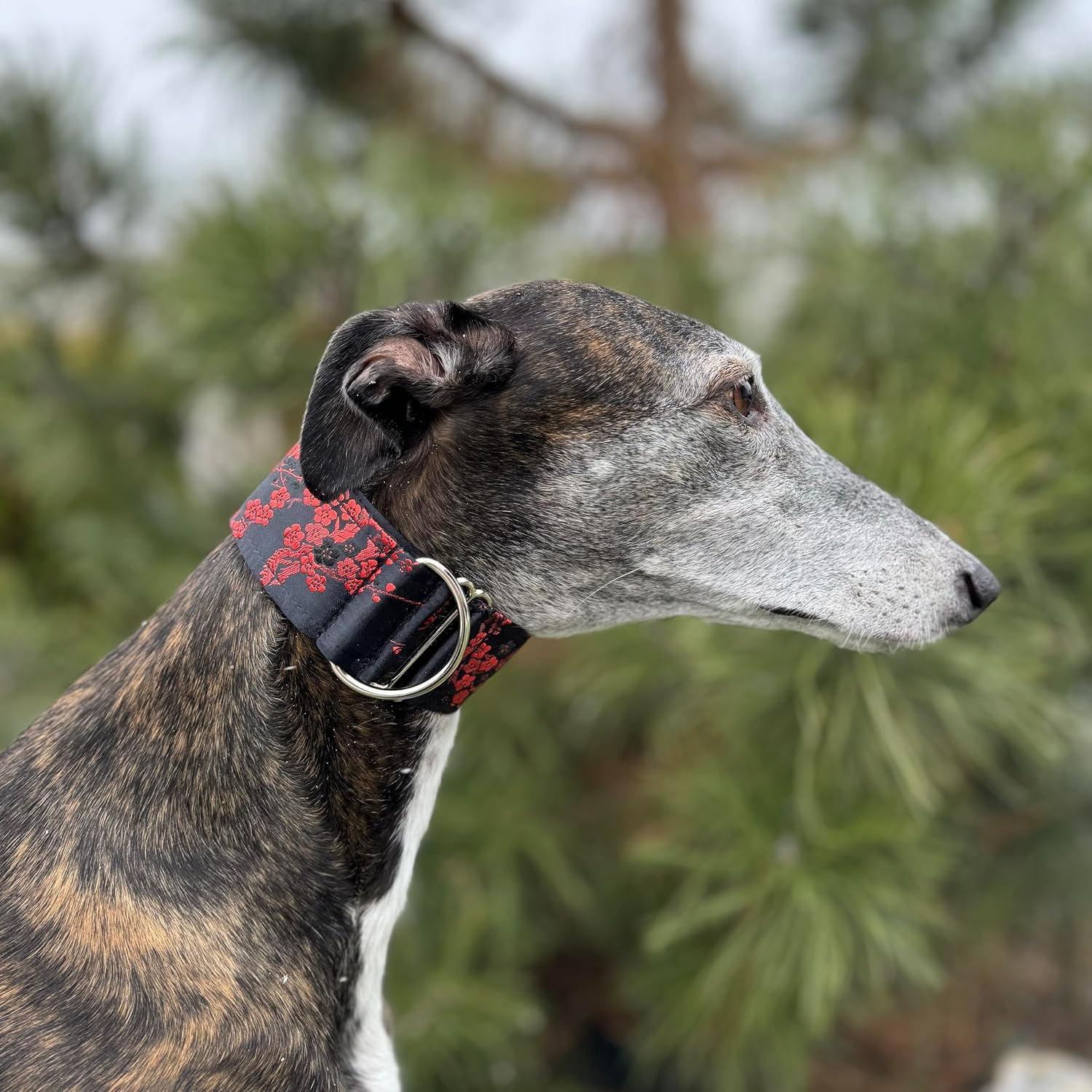 Extra Soft Martingale Dog Collar for Greyhound Saluki Whippet and Other Breeds with Similar Neck 2" Widee (14"-18")