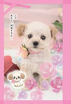 Amazon.co.jp: 天国犬への手紙: 世界一のスキ。 (一歩一歩