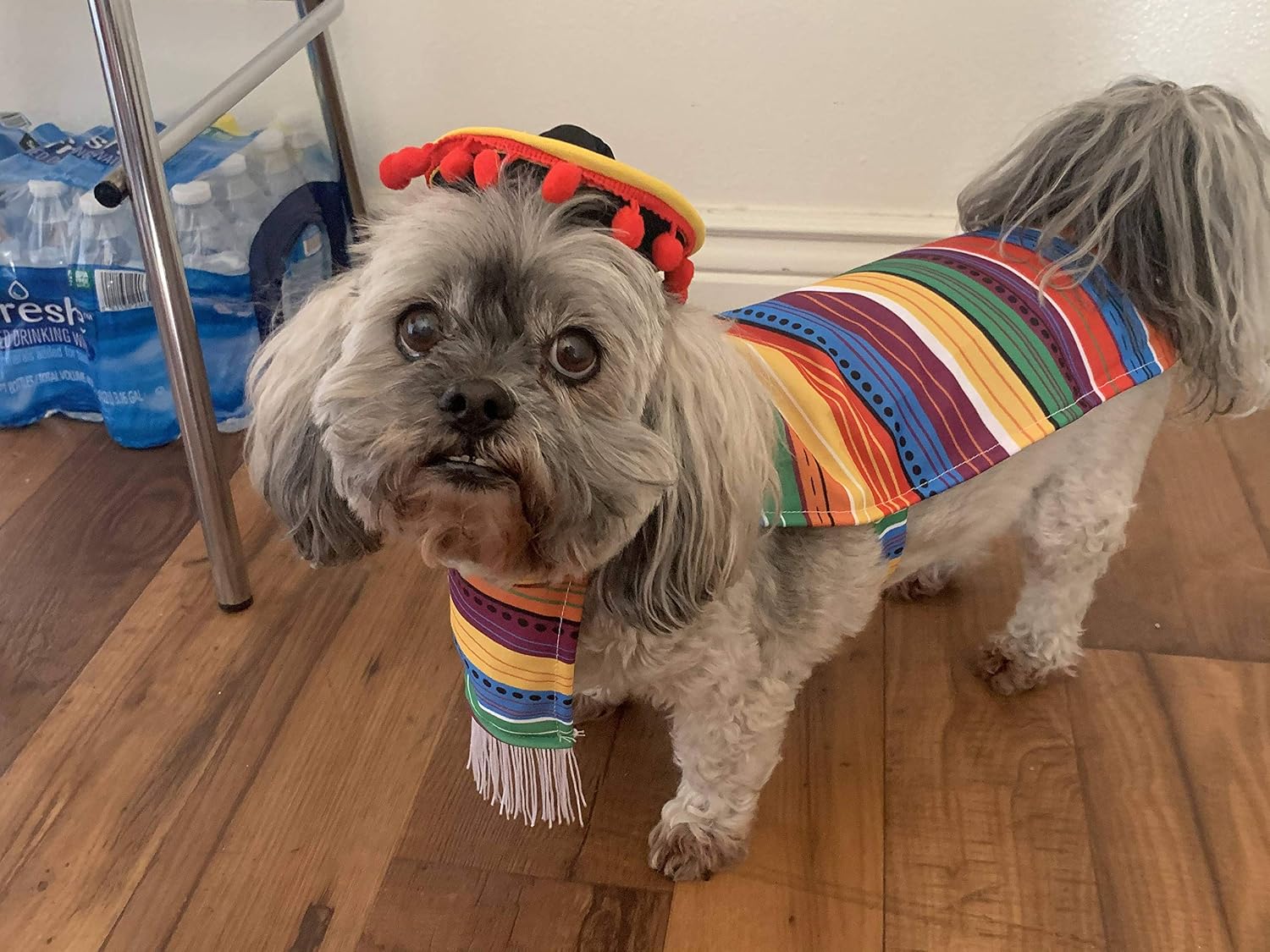 JOYIN Cinco de Mayo Fiesta Pet Costume (Medium)