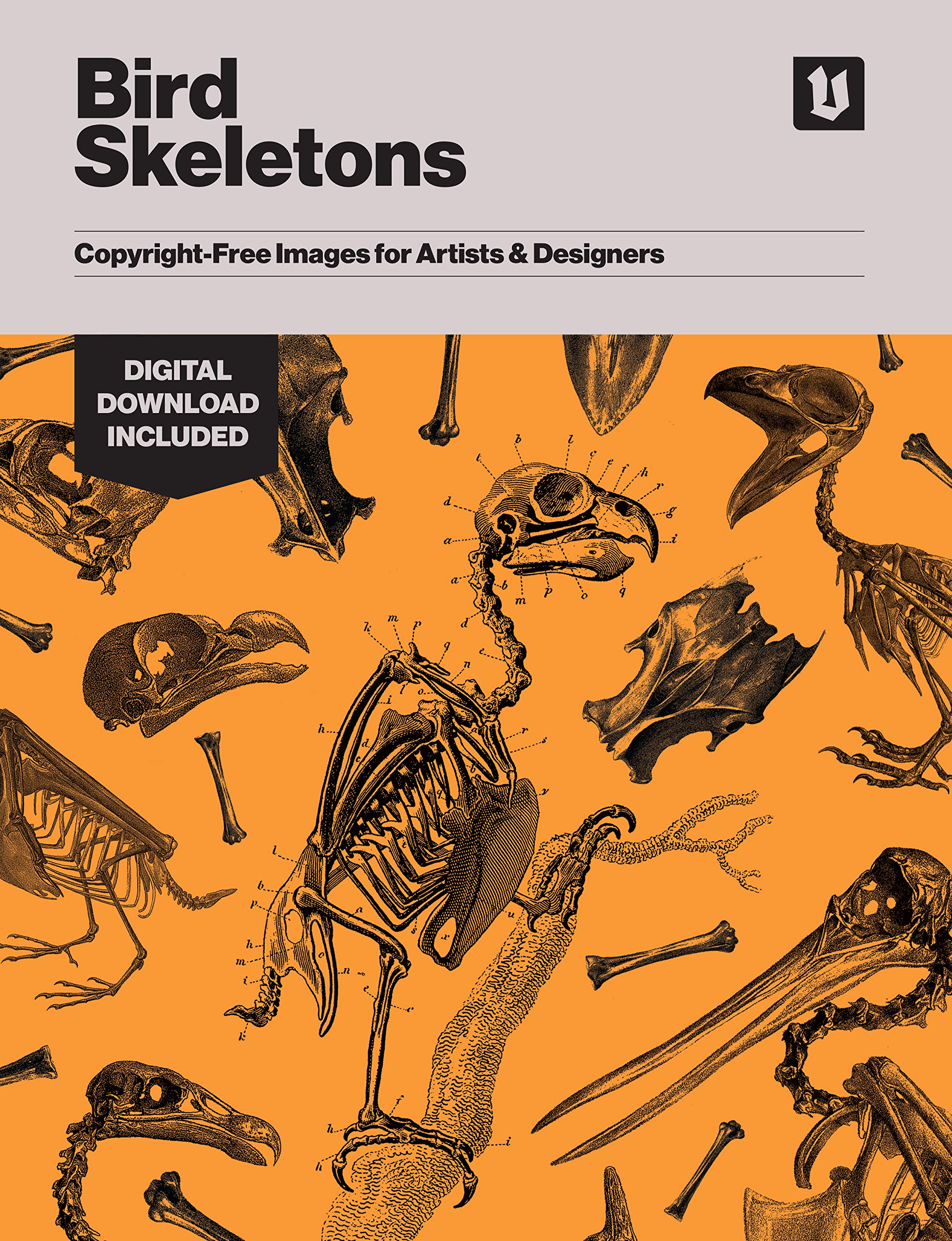 Squelettes d'oiseaux images libres de droits de Vault Editions pour artistes exigeants