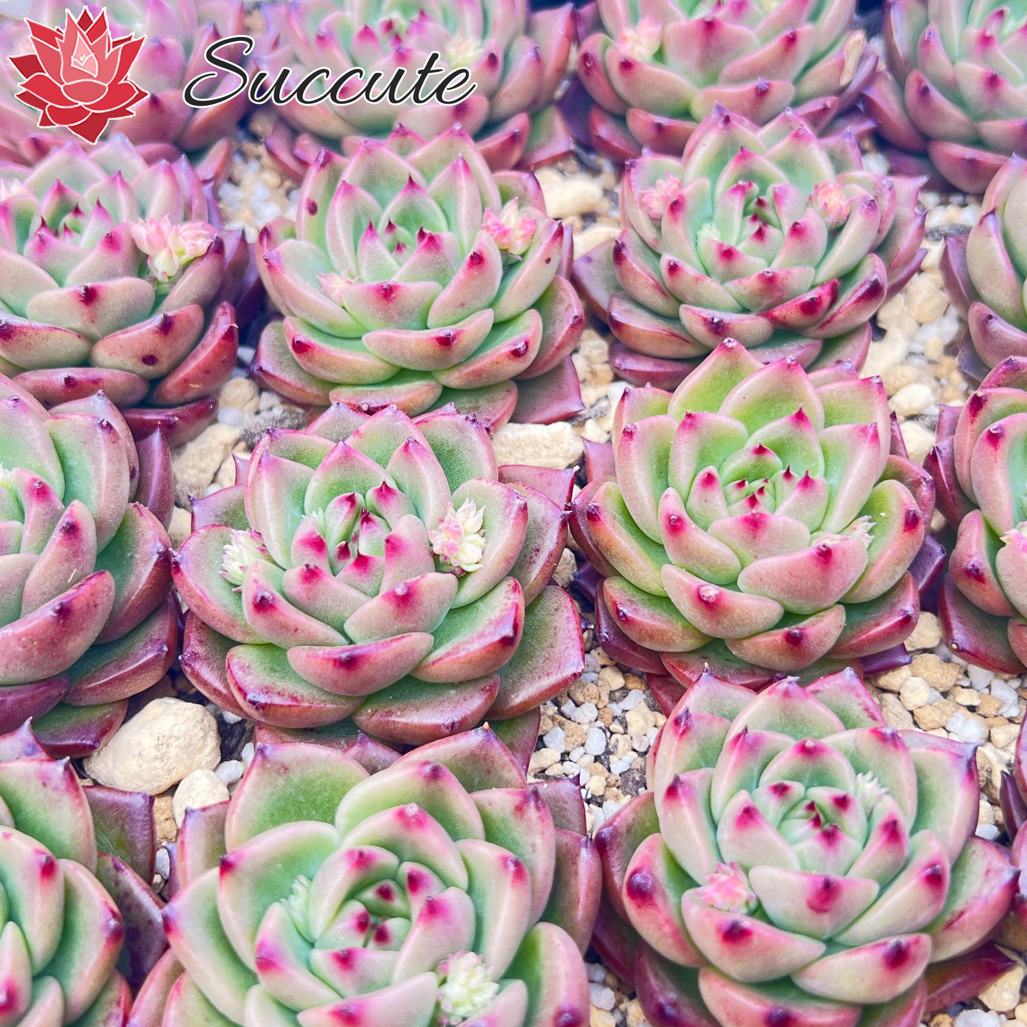 Amazon.co.jp: 【Succute】エケベリア 韓国カット苗（発根済み抜き苗