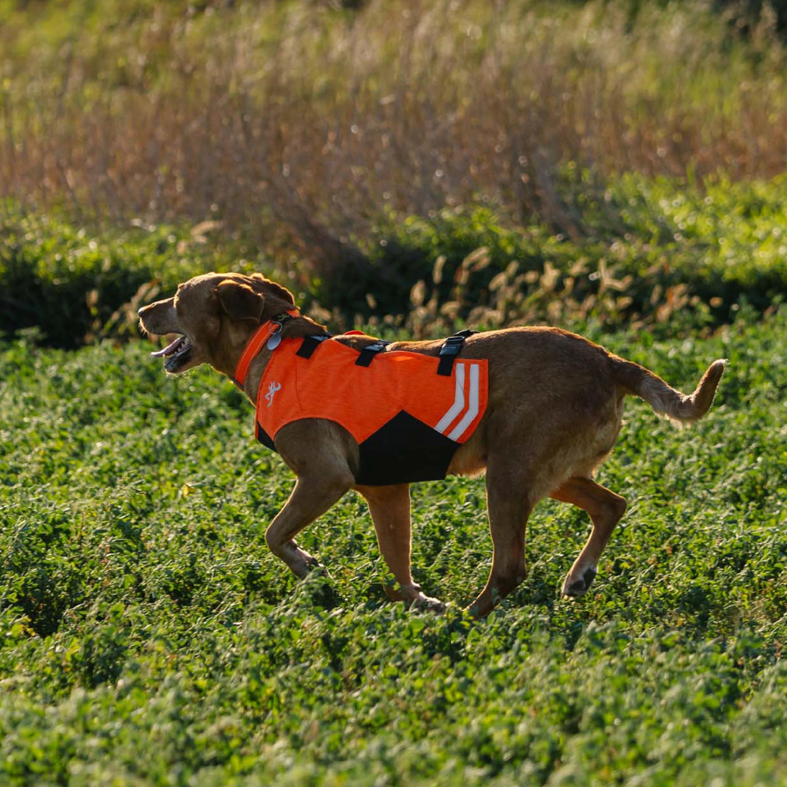 Browning Warnwesten für Hunde, hohe Sichtbarkeit, Orange, Größe L, vollständige Abdeckung