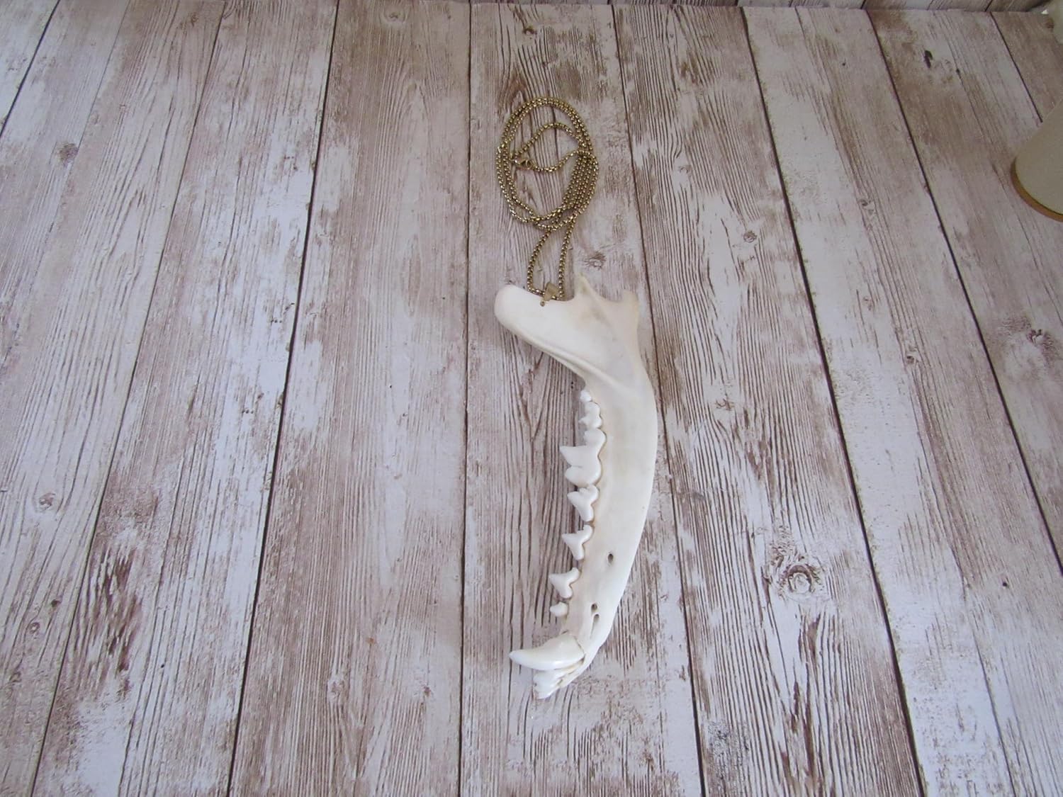 Coyote Jawbone Pendant Necklace Animal Bone Jewelry Gold