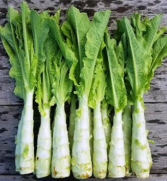 Seeds Asparagus Lettuce Celtuce - 65 Days for Salad - Heirloom Vegetable - GMO Free
