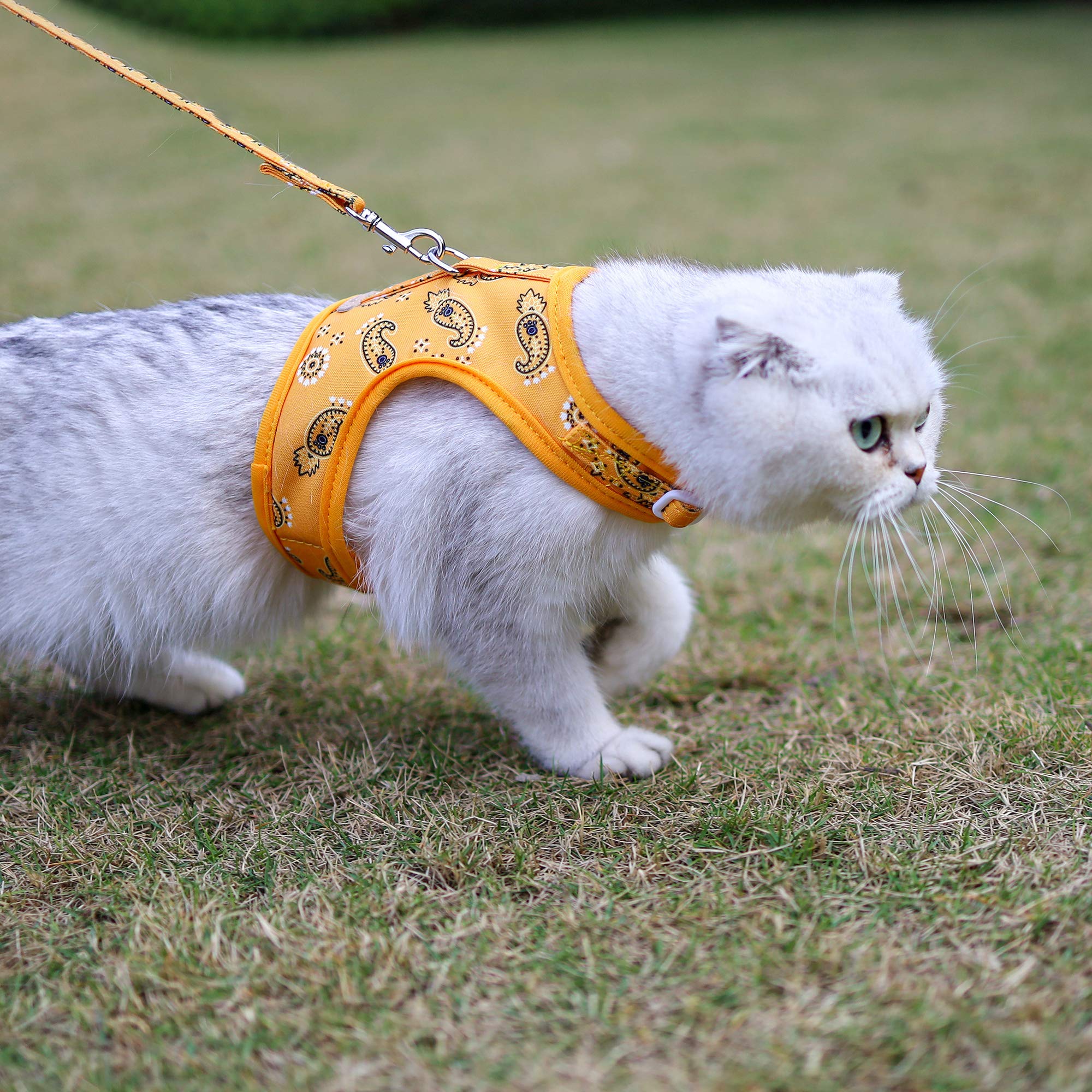Harnais et Laisse pour Chat pour la Marche, Harnais de Marche réglable pour Chat, Ensemble de Laisse, Gilet d'extérieur Facile à contrôler Little Surprise
