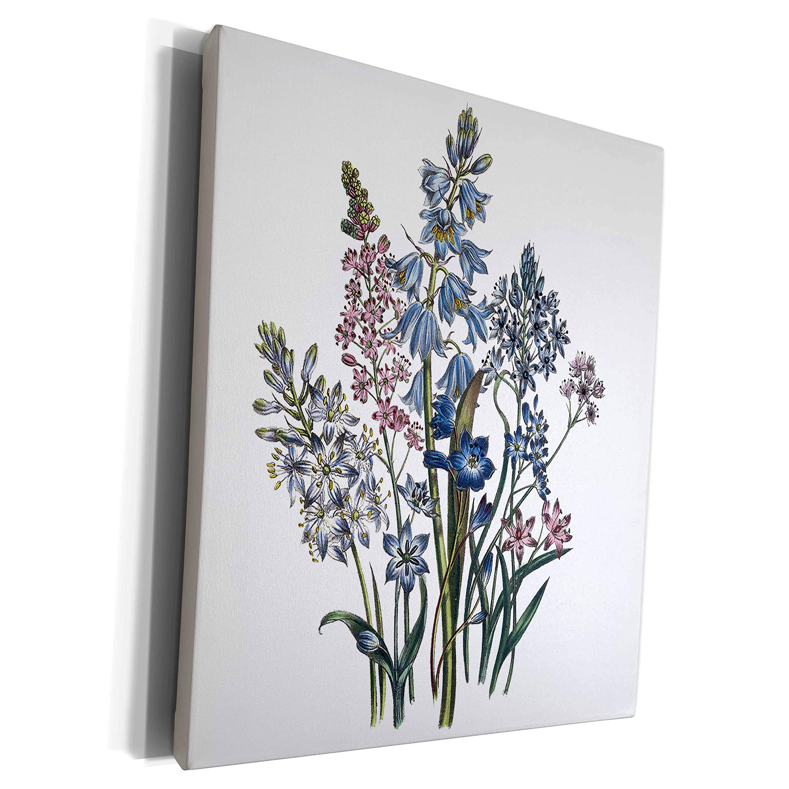3dRose Scilla with Blue, Light Lavender and Pink Flower. - Museum Grade Canvas Wrap (cw_153218_1)