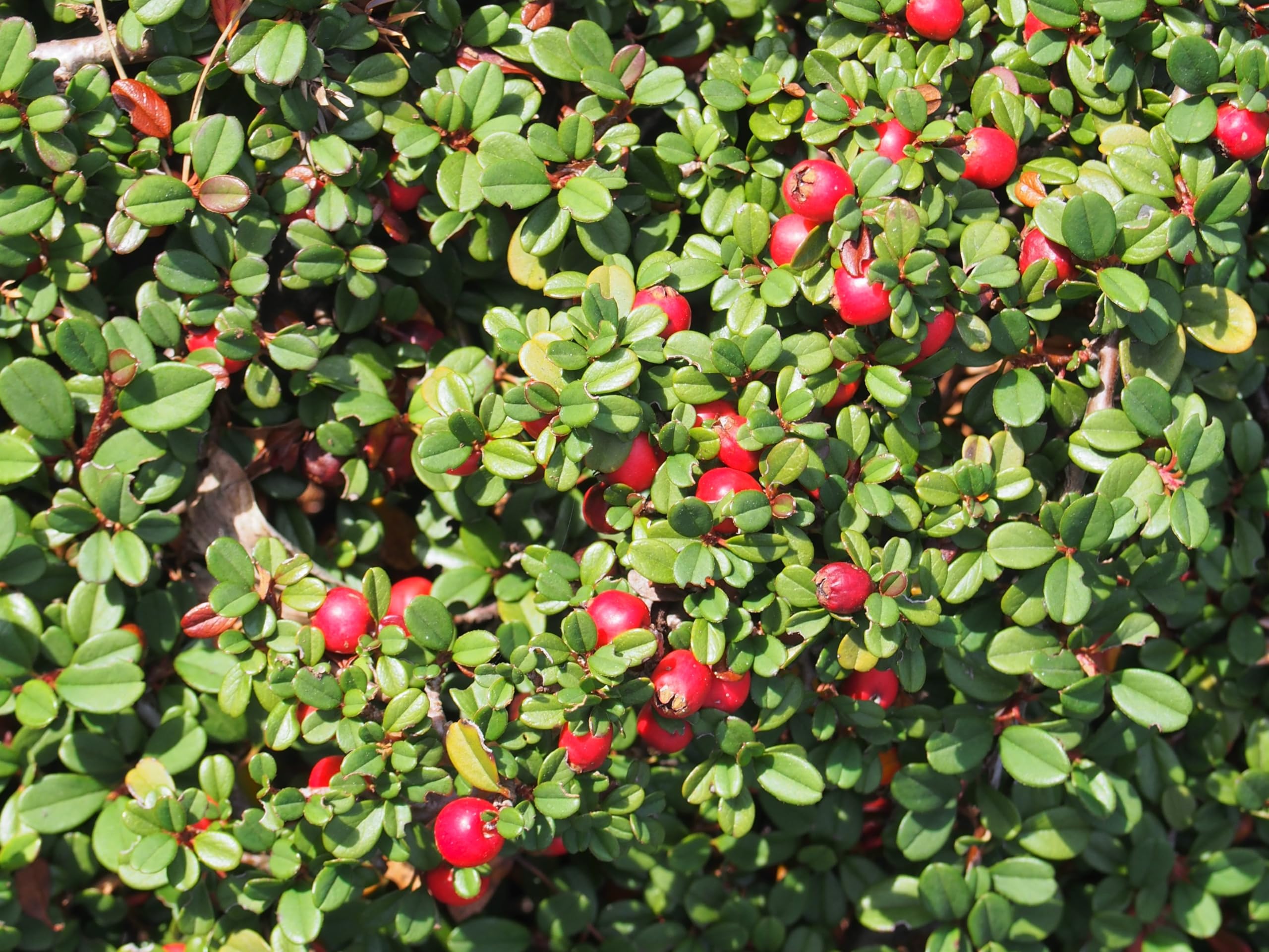 Stauden Gänge 10 x Cotoneaster dammeri 'Stribs Findling' Zwergmispel | Immergrüner Bodendecker für Sonne bis Halbschatten, Blüte Mai bis Juni, mehrjährig, 9x9 cm Topf