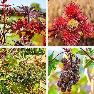 Giant Castor Beans Seeds for Planting, 50pcs Perennial Castor Herbs Seeds Plants, Non-GMO Heirloom Premium Organic Herbs Plants for Home Garden Outdoors