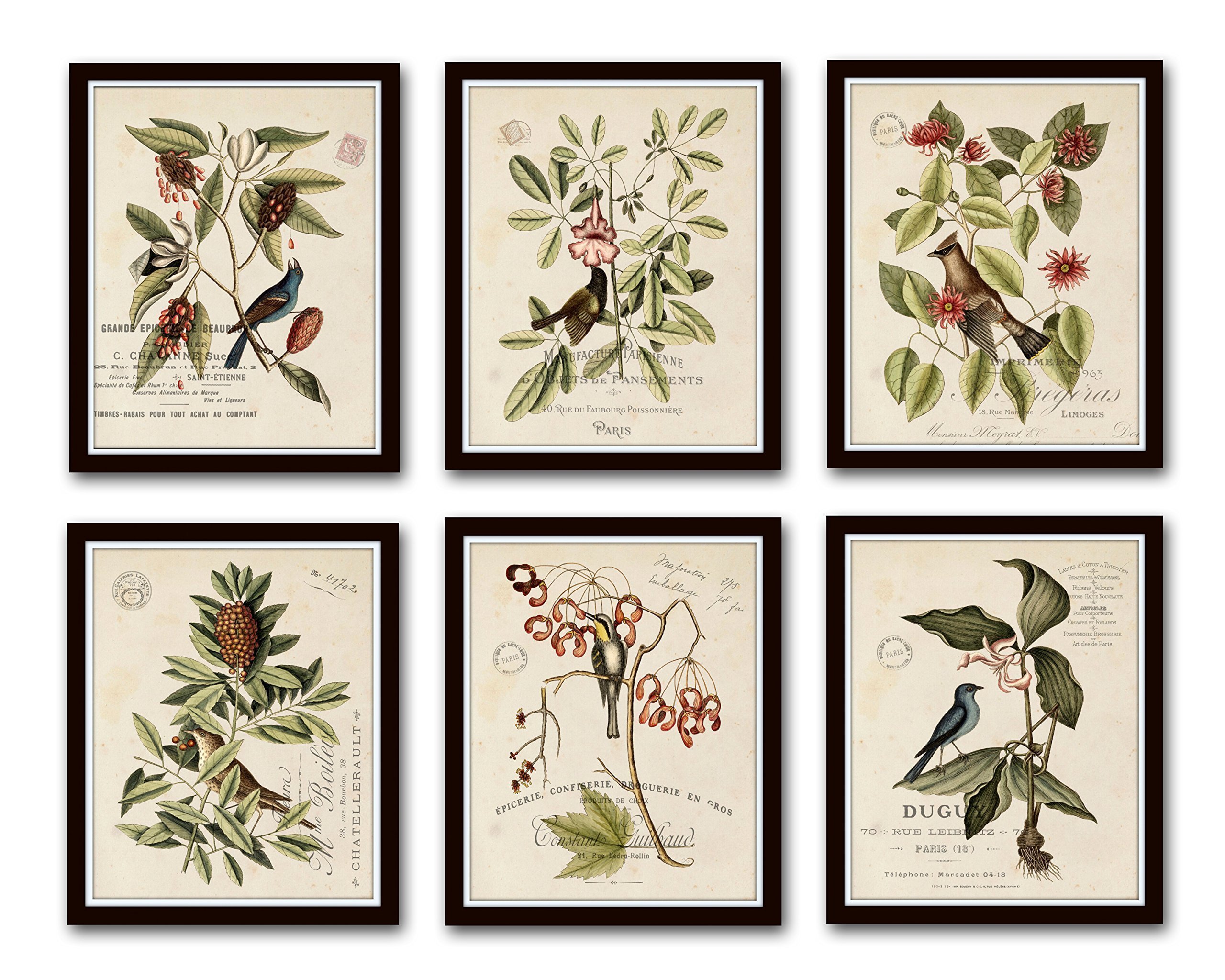 Belle Maison Art Vintage Bird and Botanical Print Set No. 2