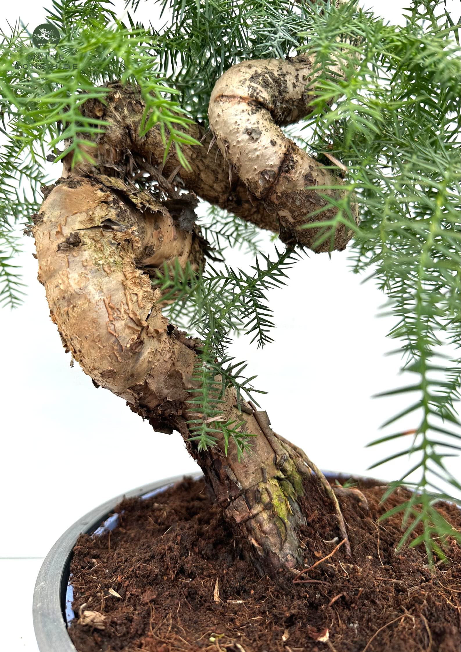 Zimmerpflanze Araucaria Cunninghsmii P25 Bonsai