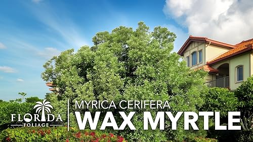 Miniatura 9 de Wax Myrtle - 40 plantas vivas - Myrica Cerifera Bayberry - Seto aromático de detección perenne