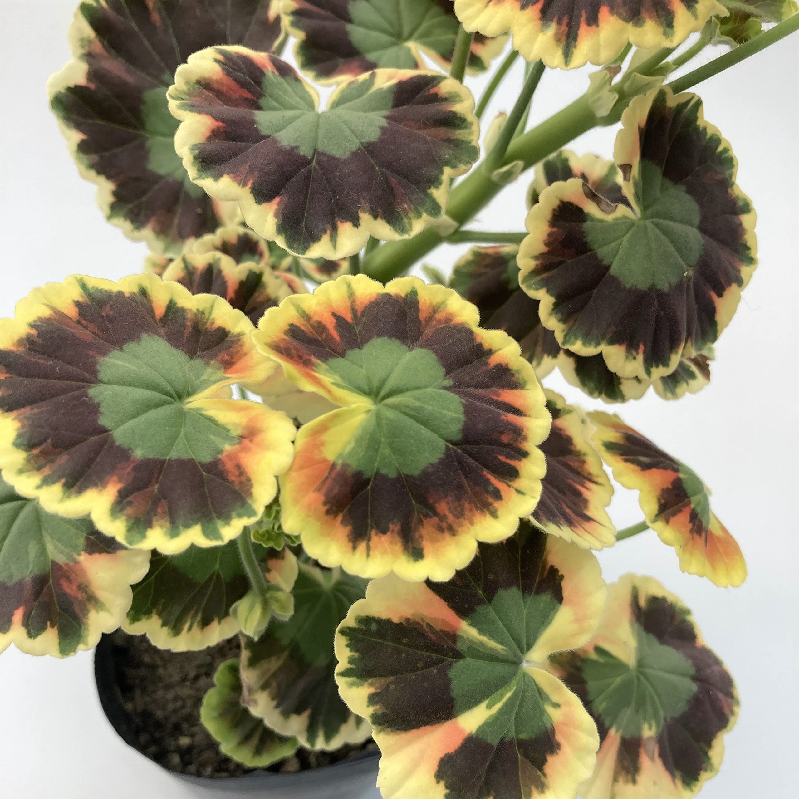Amazon.co.jp: 【ゼラニウム 苗】カラーリーフゼラニウム 大虹 ミセス