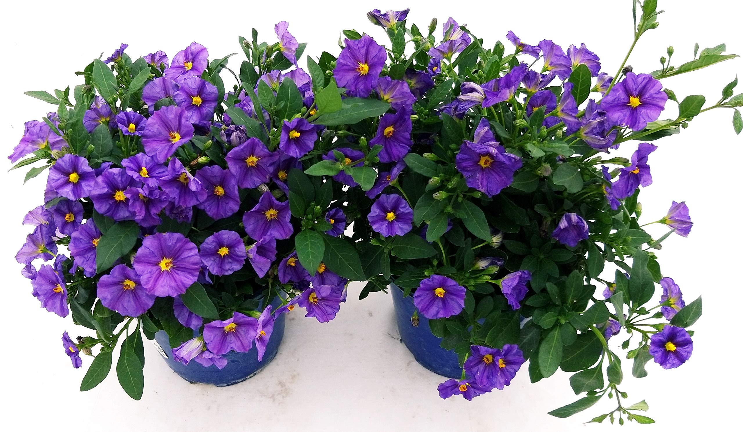 POWERS TO FLOWERS - SOLANUM RANTONETTI, 2 PIANTE, vaso 14 cm, piante vere