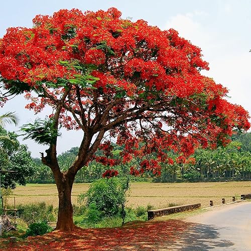 Miniatura 3 de YEGAOL Garden - Árbol tropical de Delonix Regia Seeds llamativo, exhibición ardiente de flores grandes, rojas brillantes o naranjas tolerantes a la