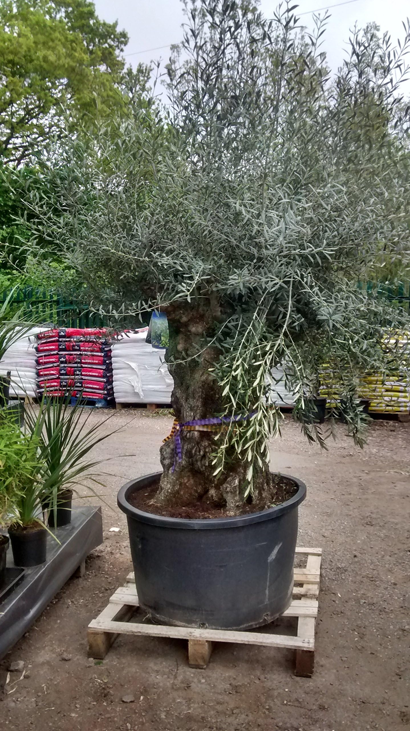 Extra Large Olive Tree - Free delivery