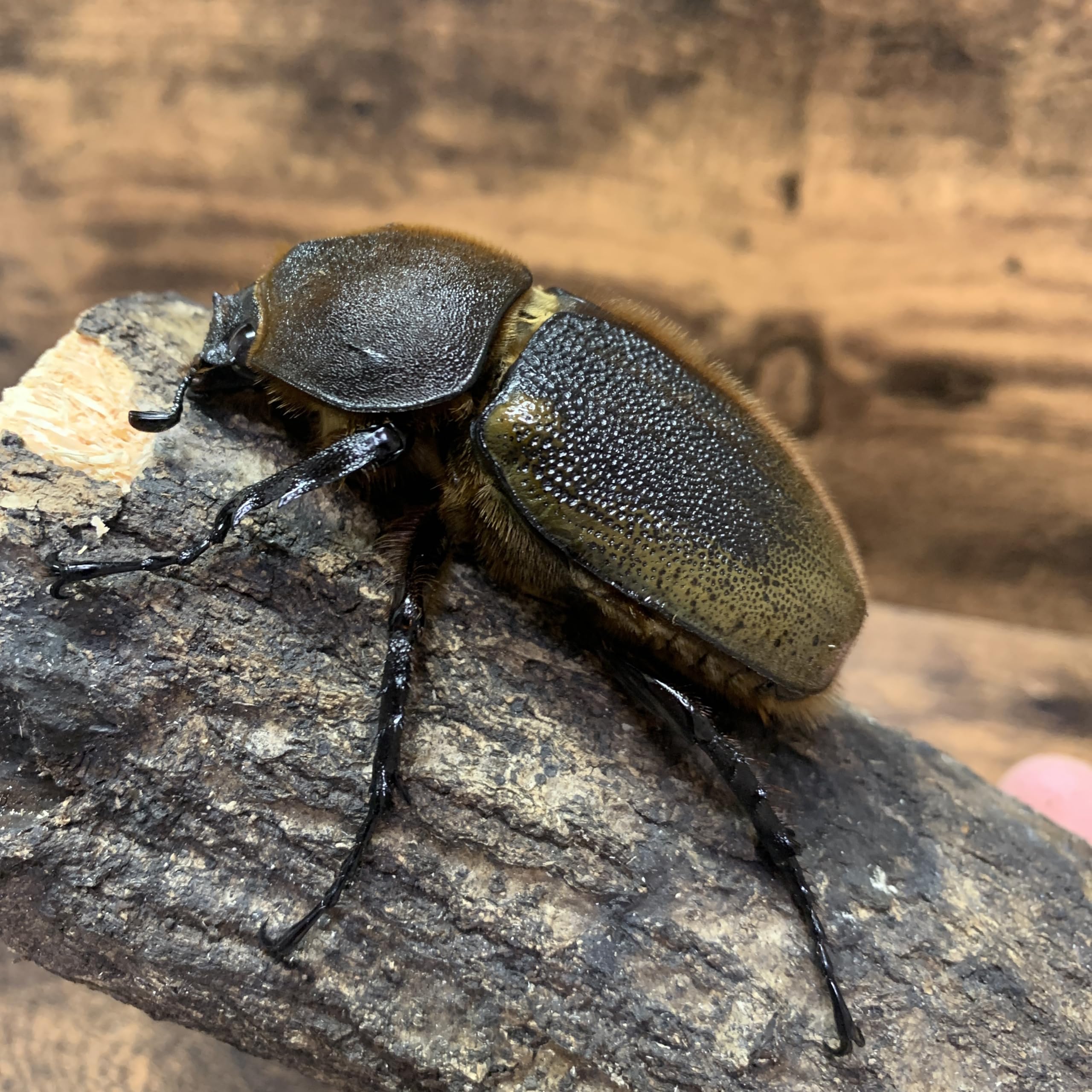 最新作，正規品 オススメ 極太 ヘラクレスヘラクレス 148mm×70mm 未後食