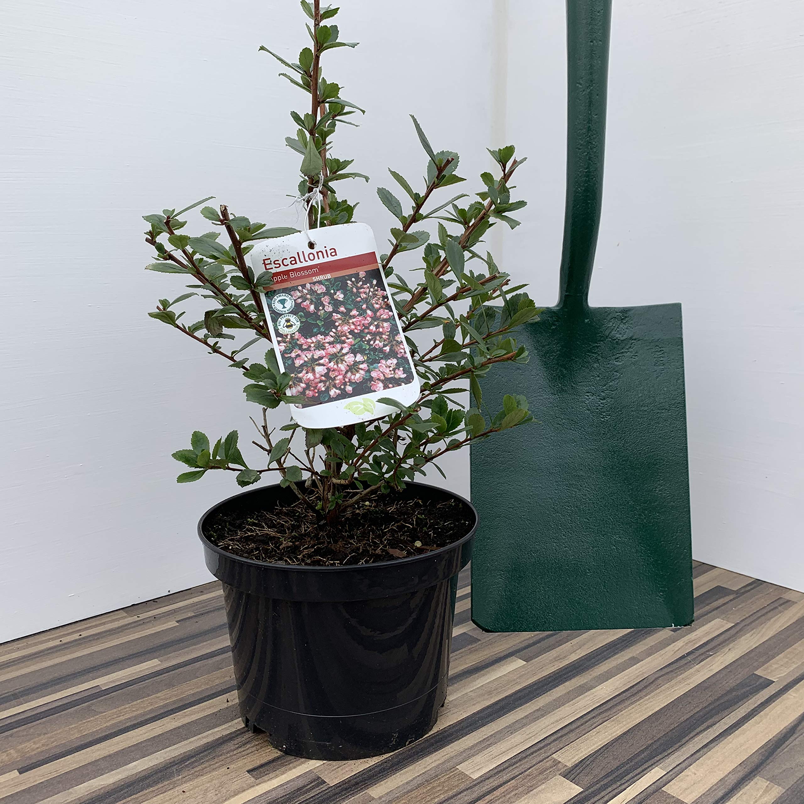 Escallonia Appleblossom Supplied in a 3 Litre Pot
