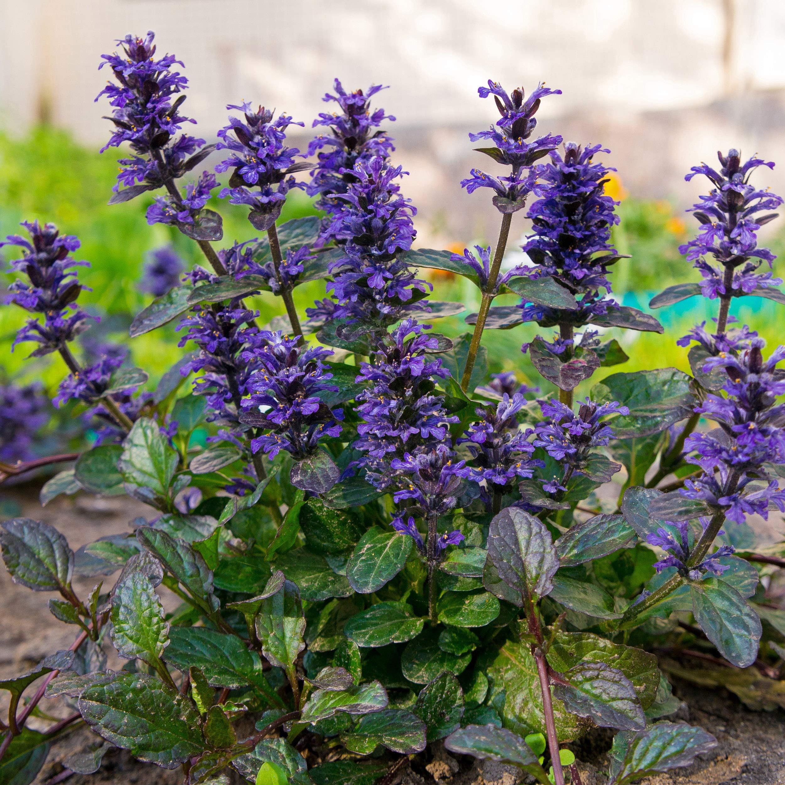 amazon-outsidepride-200-seeds-perennial-ajuga-bugleweed-ground