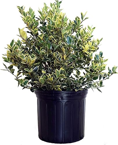 Vista 8 de Ganadores probados - Ilex x meserveae Castle Spire (Acebo) Evergreen, 3 - Contenedor