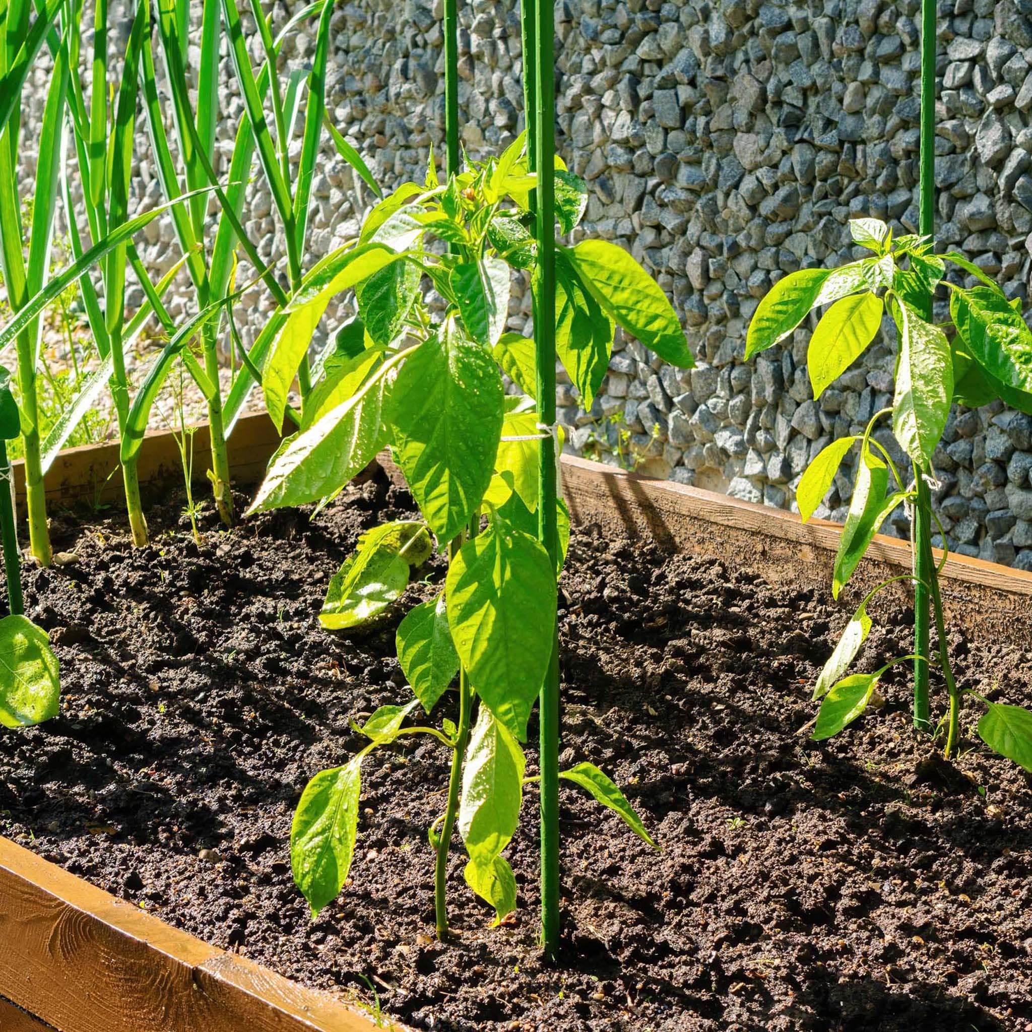 40x Varillas de Soporte para Plantas Verdes 150cm Ø11mm tutores de Metal y plástico para Tomates y Plantas trepadoras.