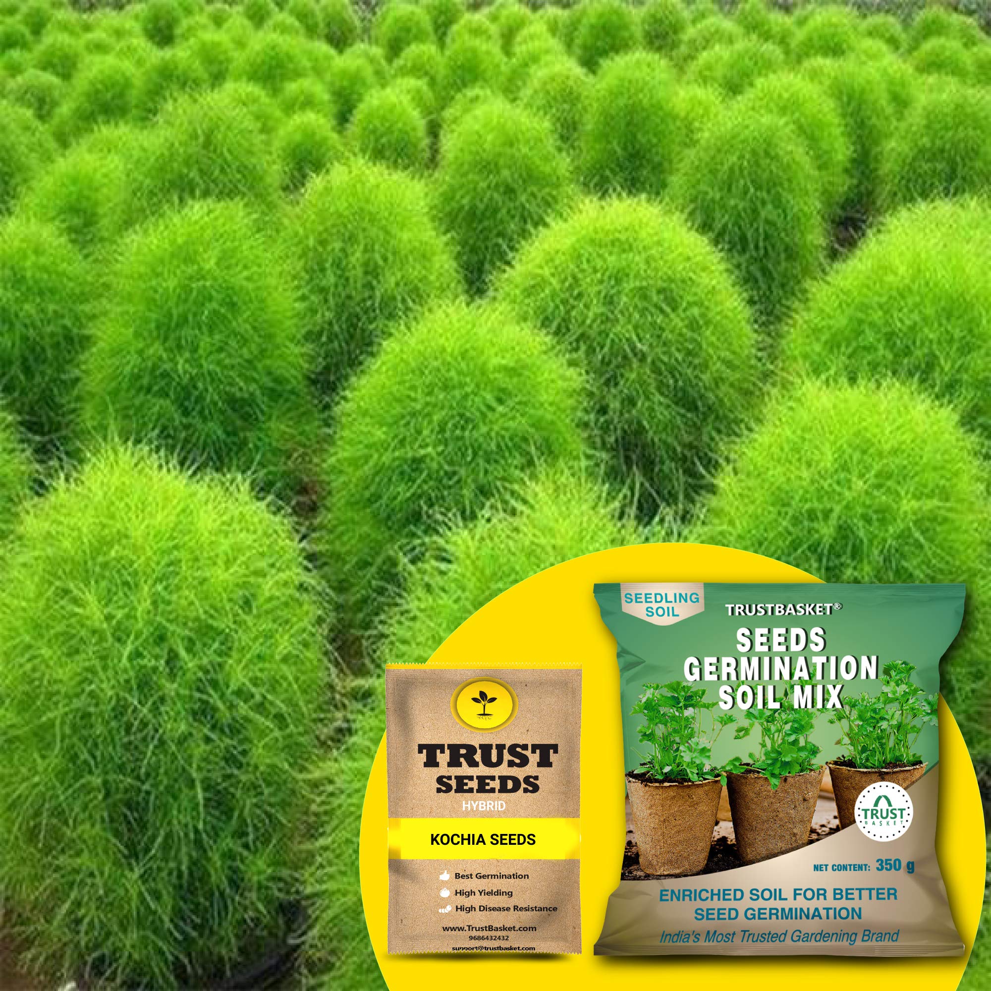 TrustBasket® Kochia (Hybrid) Seeds with Free Germination Potting Soil Mix (B07R5JK7BN) Amazon Price History, Amazon Price Tracker