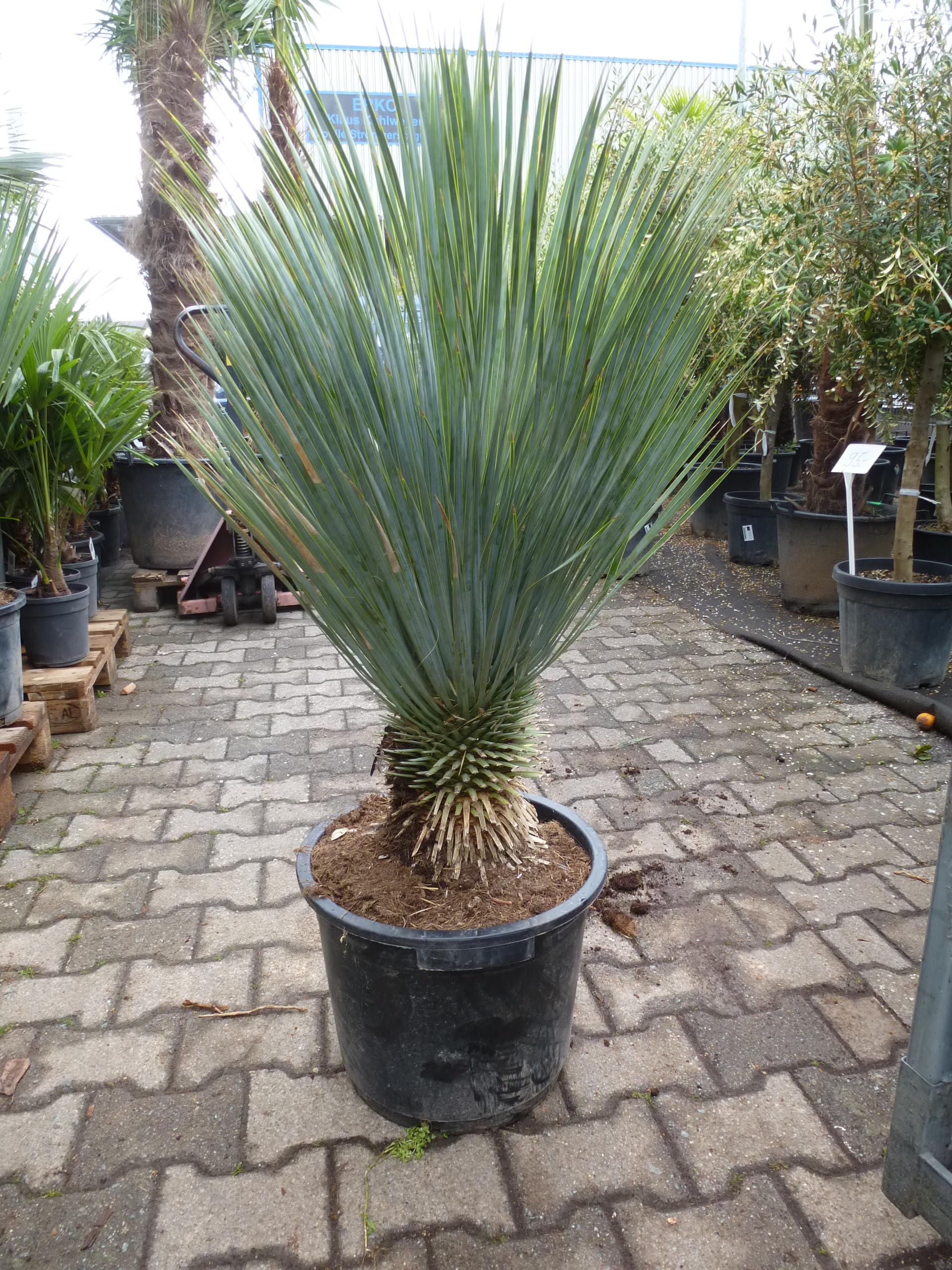 [Palmenlager] XL Yucca rostrata 100 cm - Stamm 20/30 cm - Winterharte Palme -