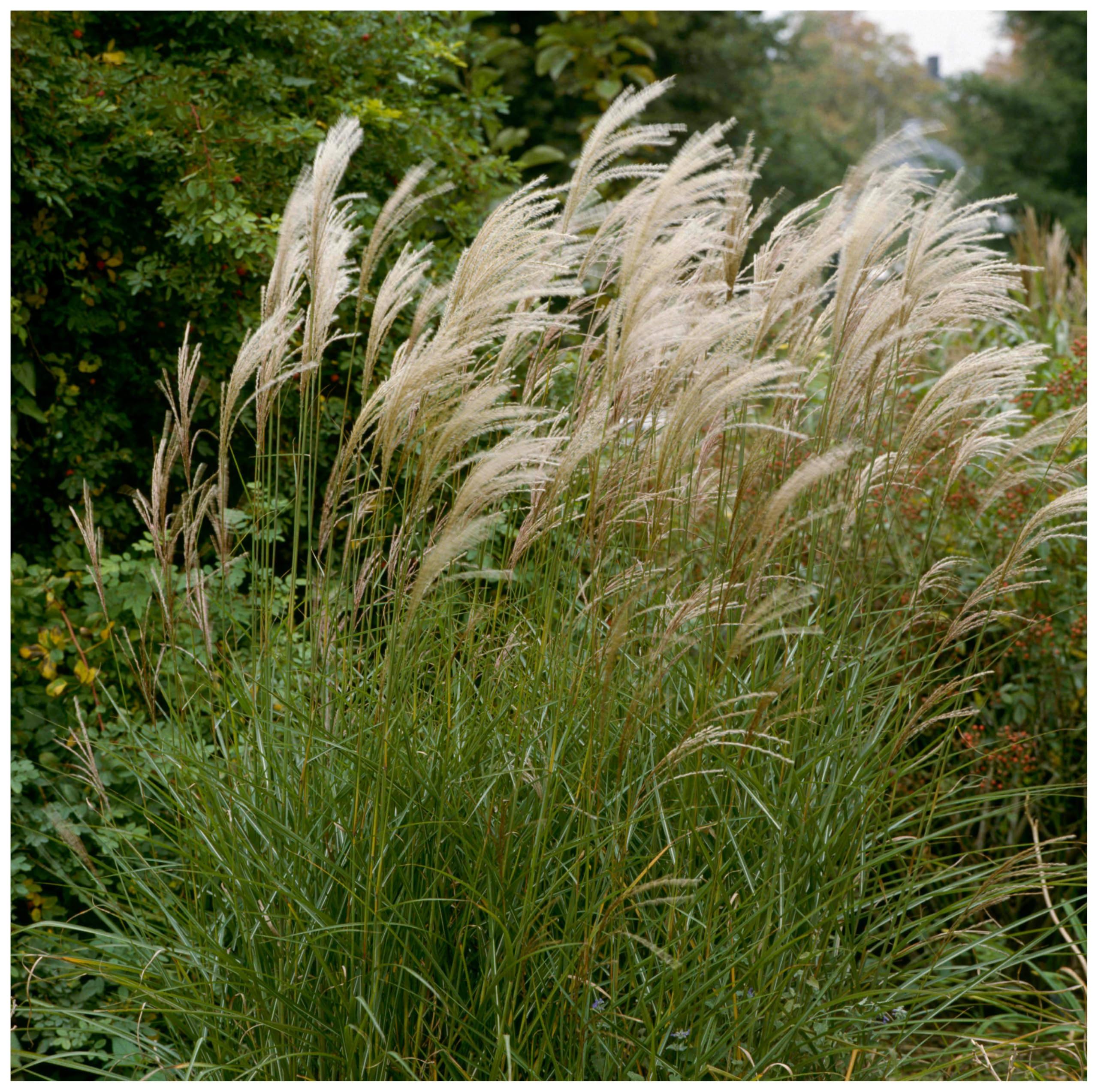 7+ Blooming Grass Flowering Grass Perennials Ornamental Grasses | Explore This