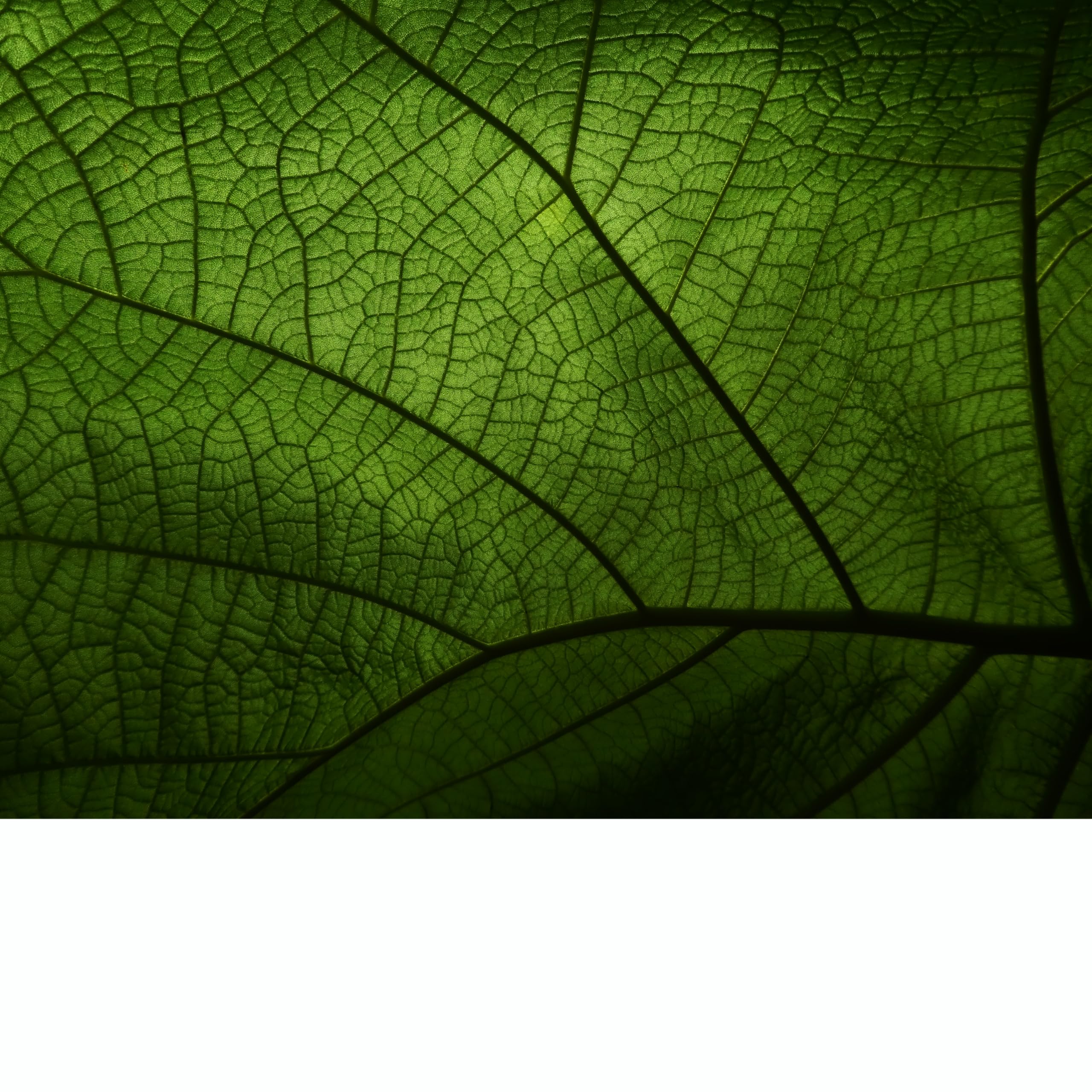 Recambio Ambientador para Difusores de Nebulización Profesionales 500 ml Perfume para Hogar