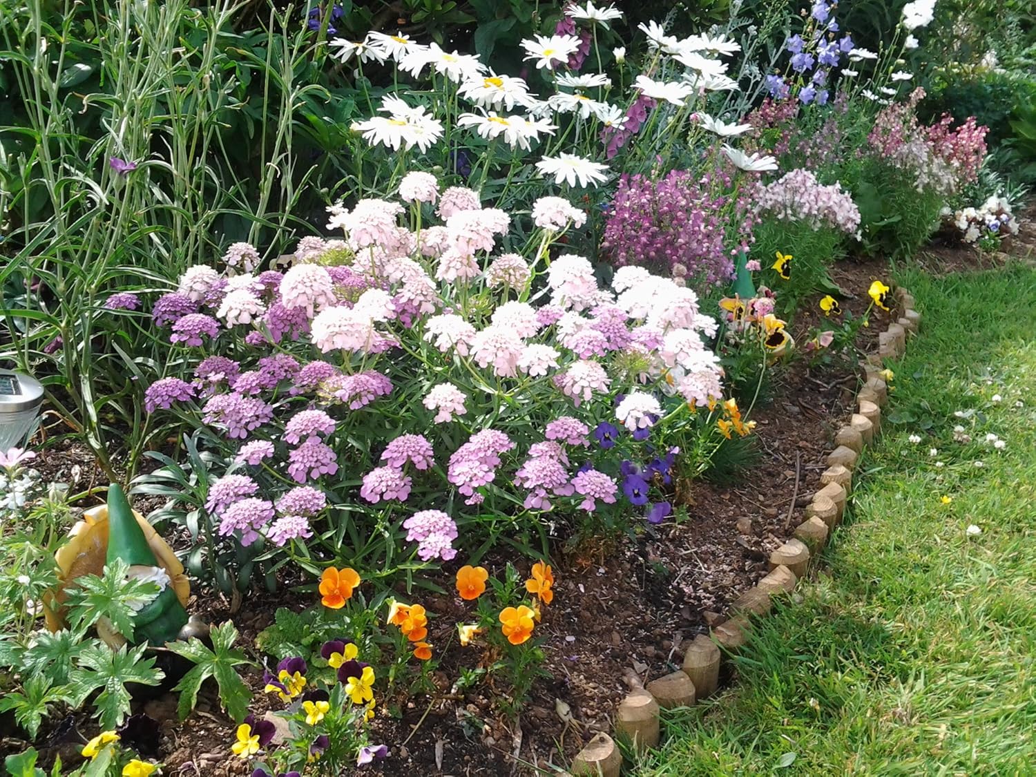 Non GMO Bulk Candytuft, Tall Mix (5 Lbs)