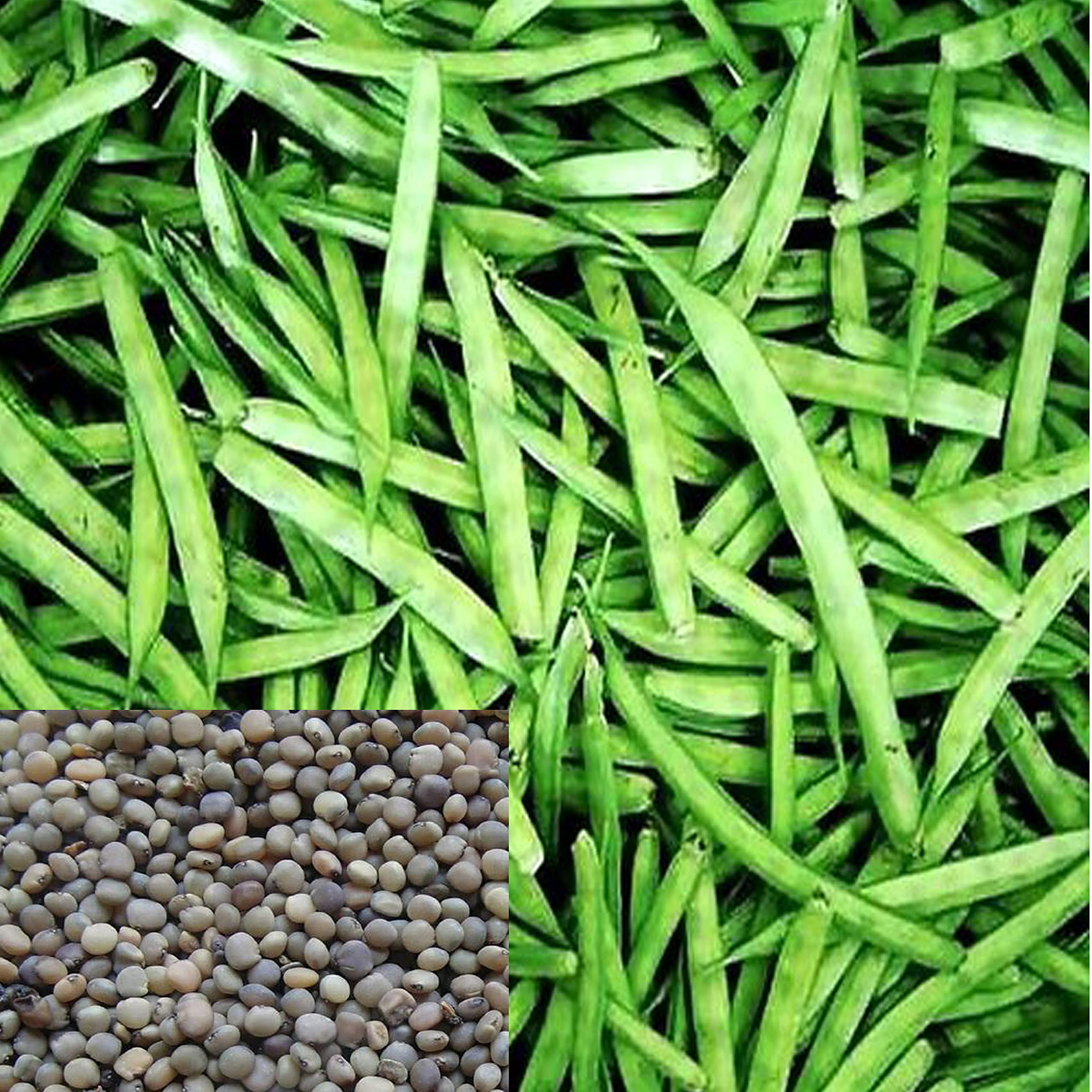 Guar Fali Seeds (Cluster Bean) 100% Organic, Easy to growing vegetable in Pots for Kitchen garden, 25 seeds (B09SZNHLD9) Amazon Price History, Amazon Price Tracker